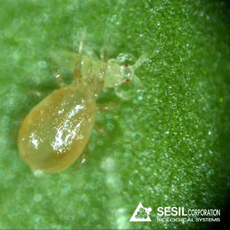 Amblysieus Cucumeris