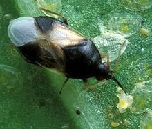 Orius Insidiosus