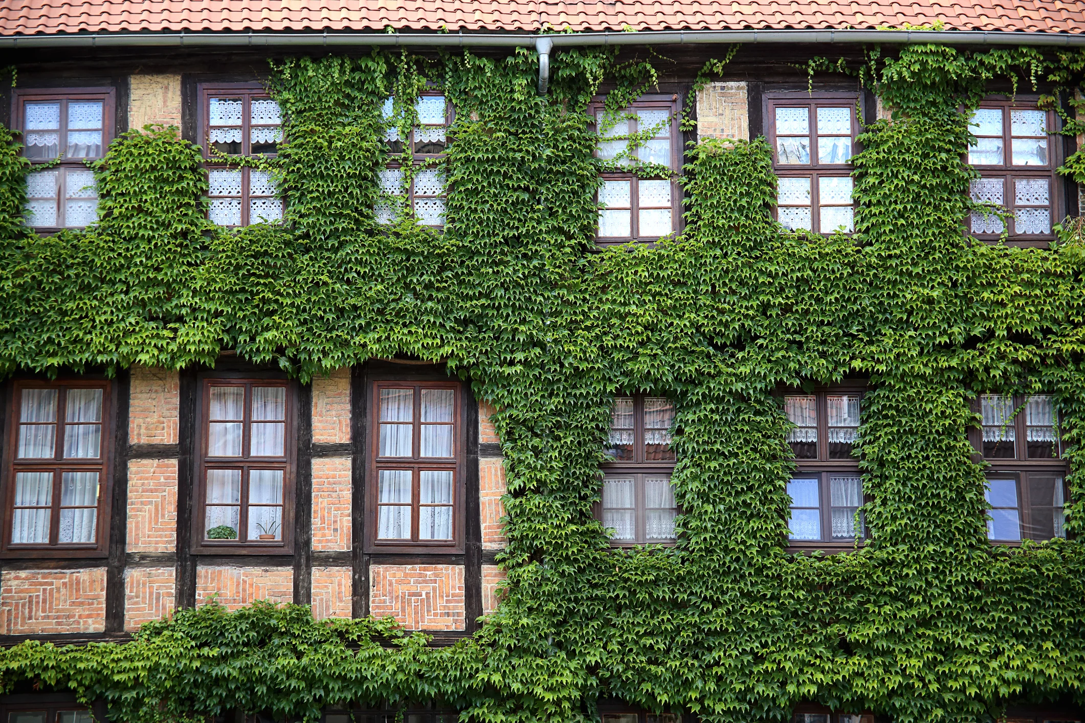 The Glossary: Ivy