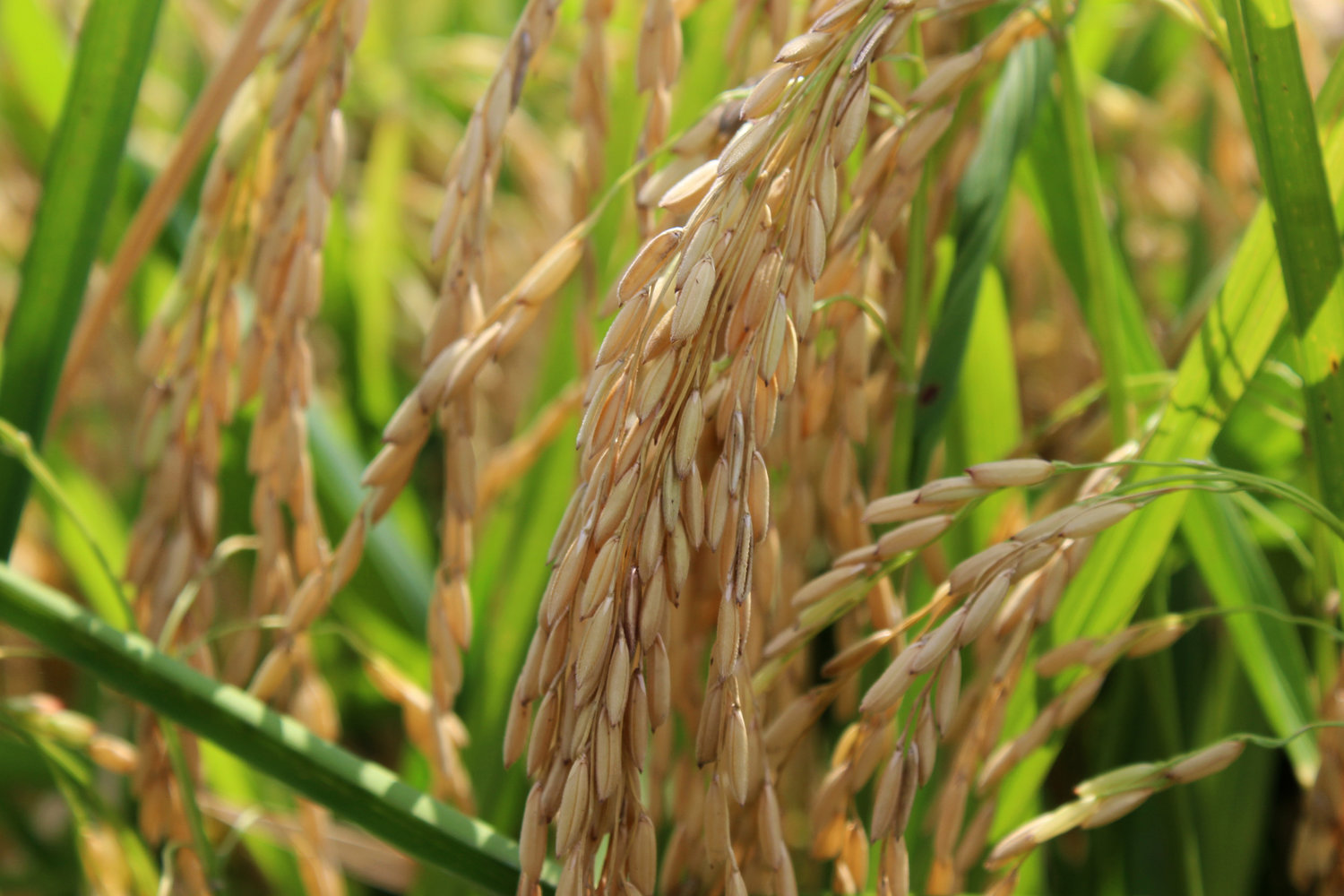 Rice — Louisiana Ag in the Classroom