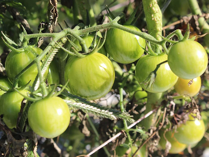 SquarespaceImage19-Tomato02.jpg