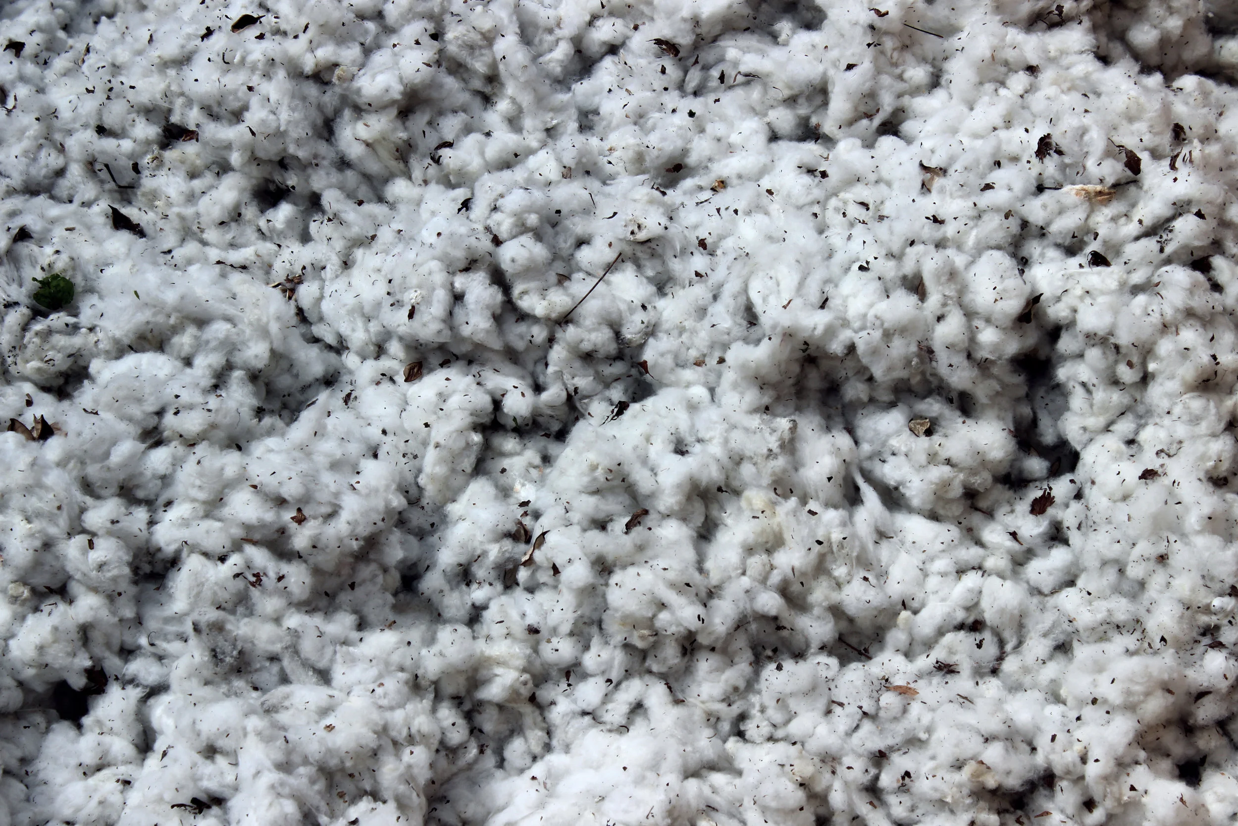 SquarespaceImage19-Cotton-pickedcotton.jpg