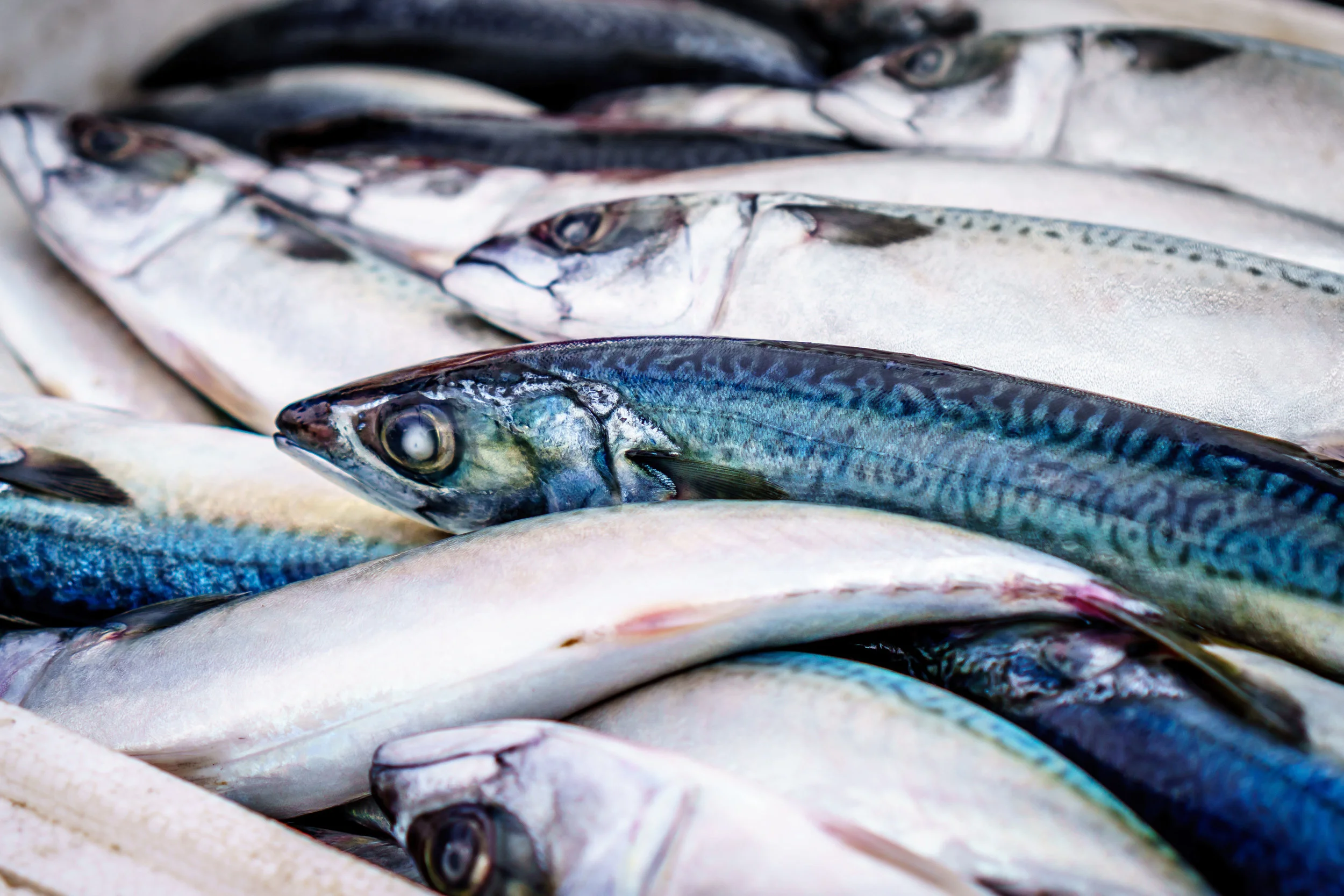 SquarespaceImage19-marinefisheries-menhaden.jpg