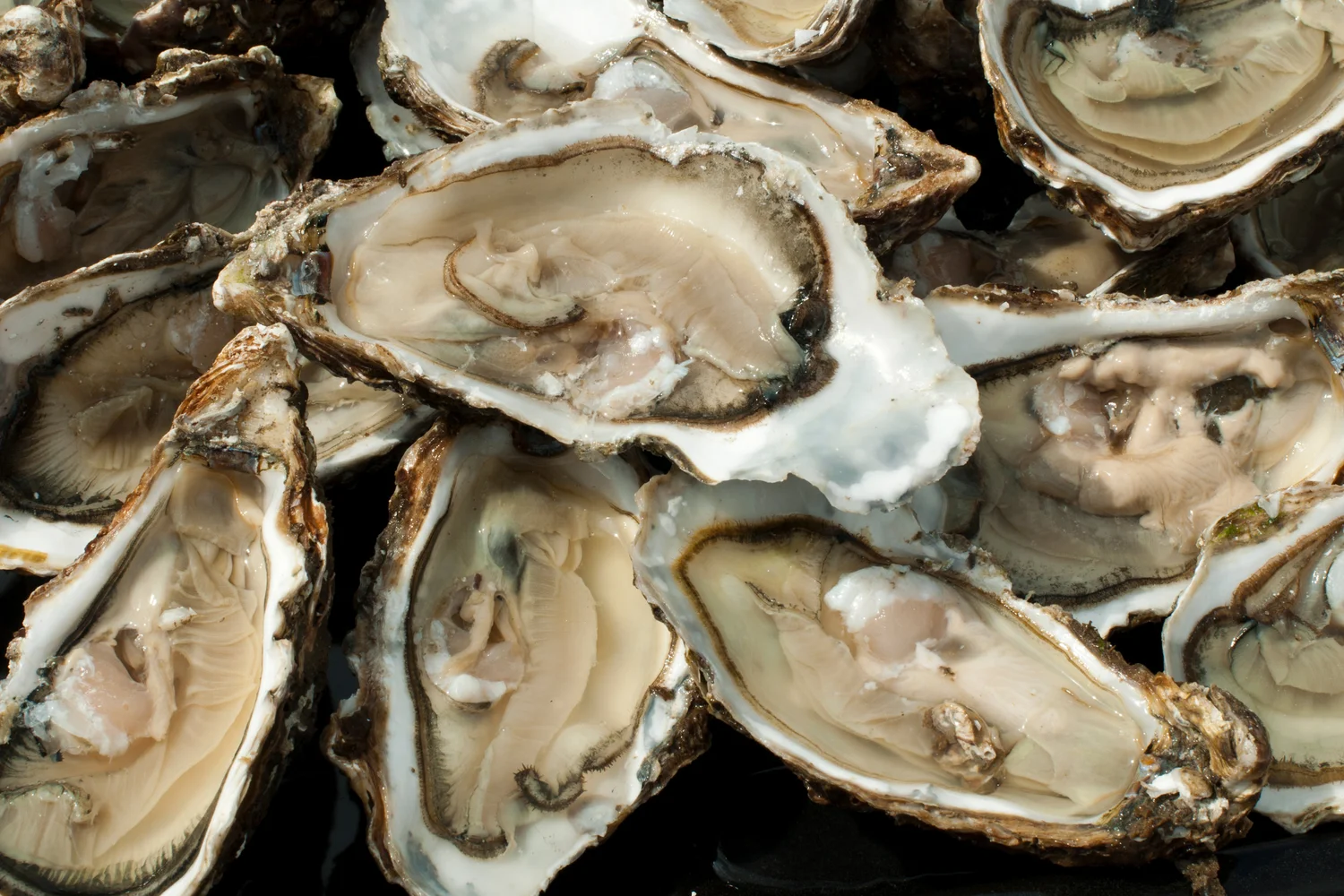 When are Oysters in Season: Ultimate Guide to Freshness & Flavor