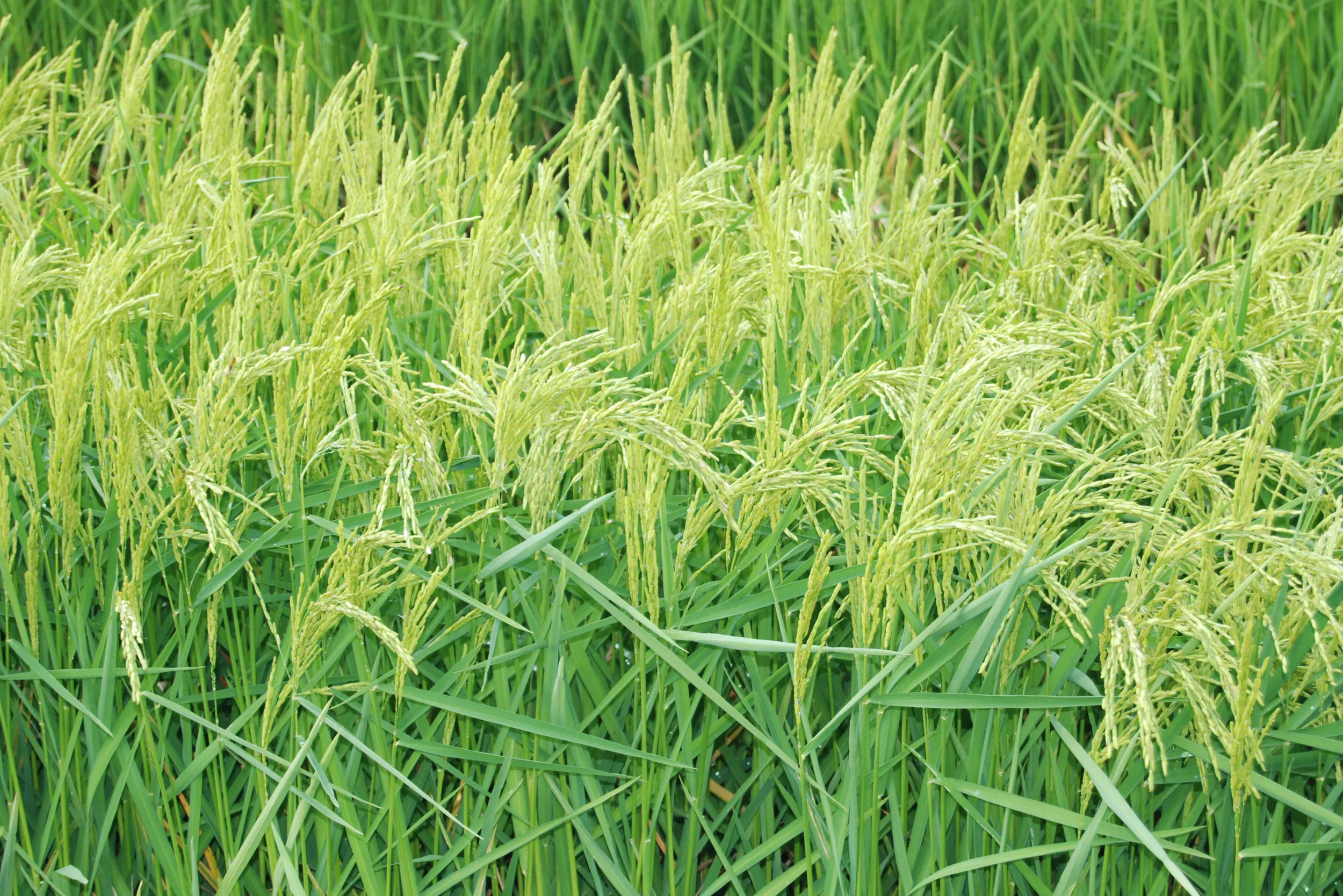 SquarespaceImage19-rice-greenrice.jpg