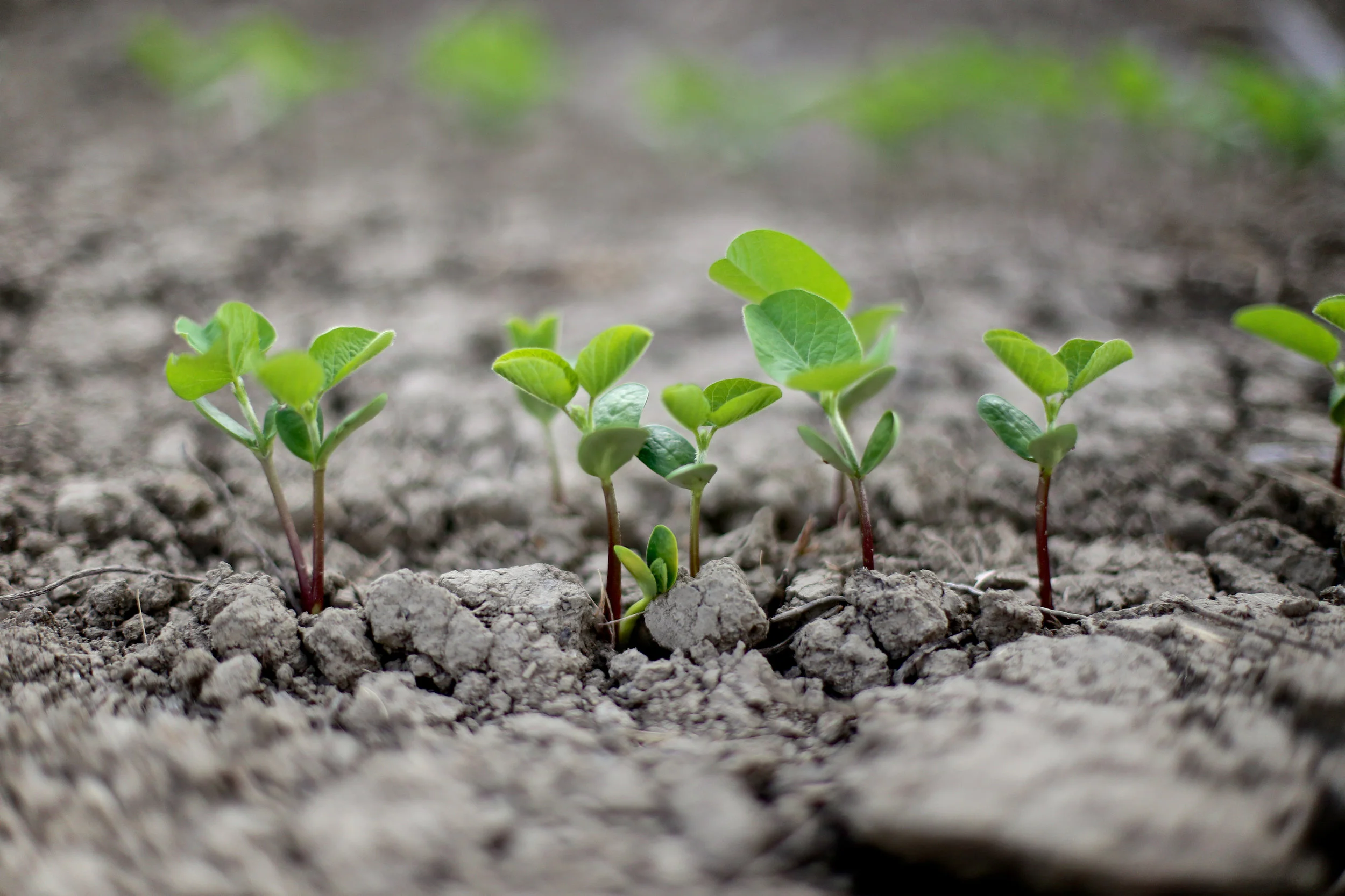 SquarespaceImage19-soybeans-sprouting.jpg