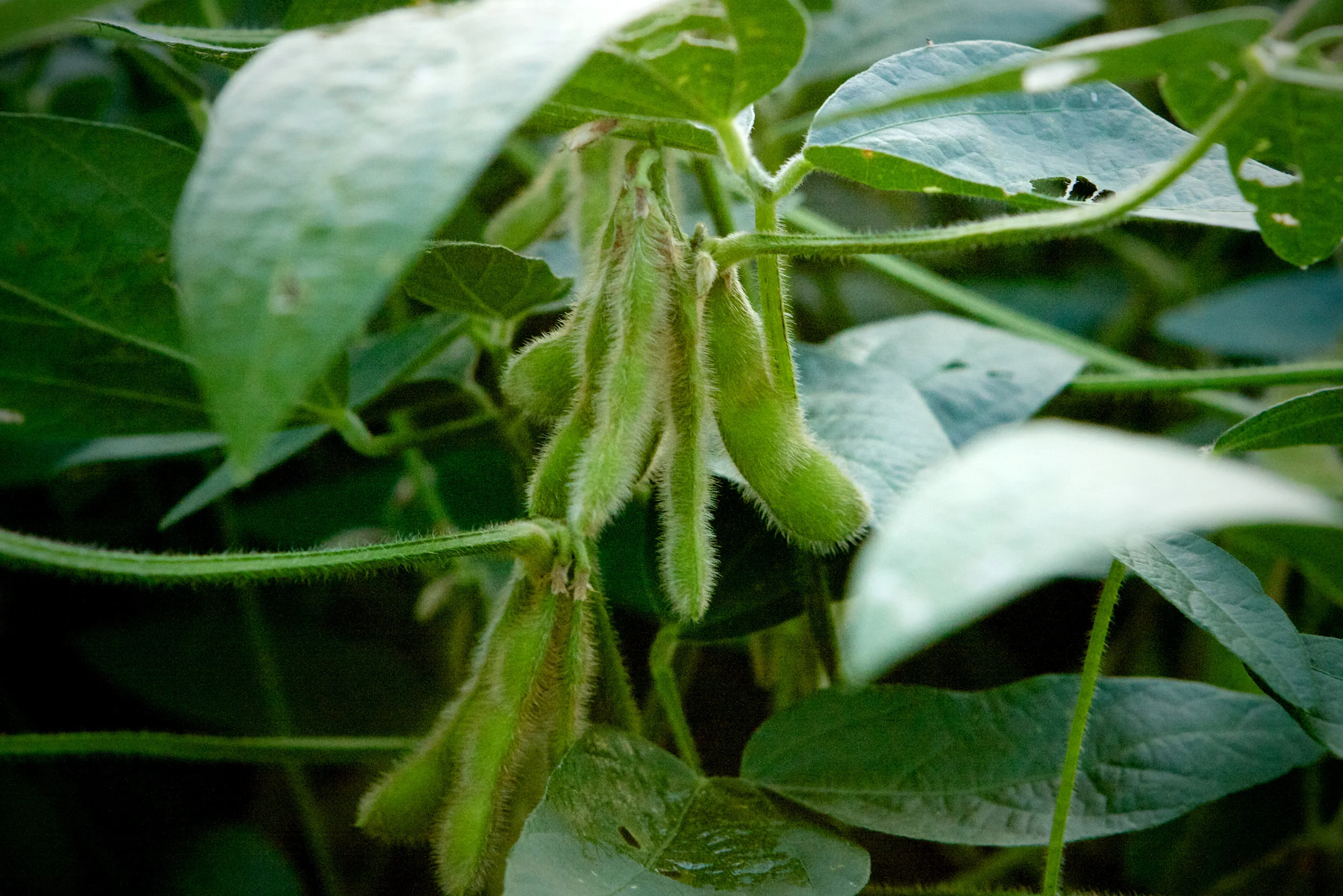 SquarespaceImage19-soybeans-greenbeans.jpg