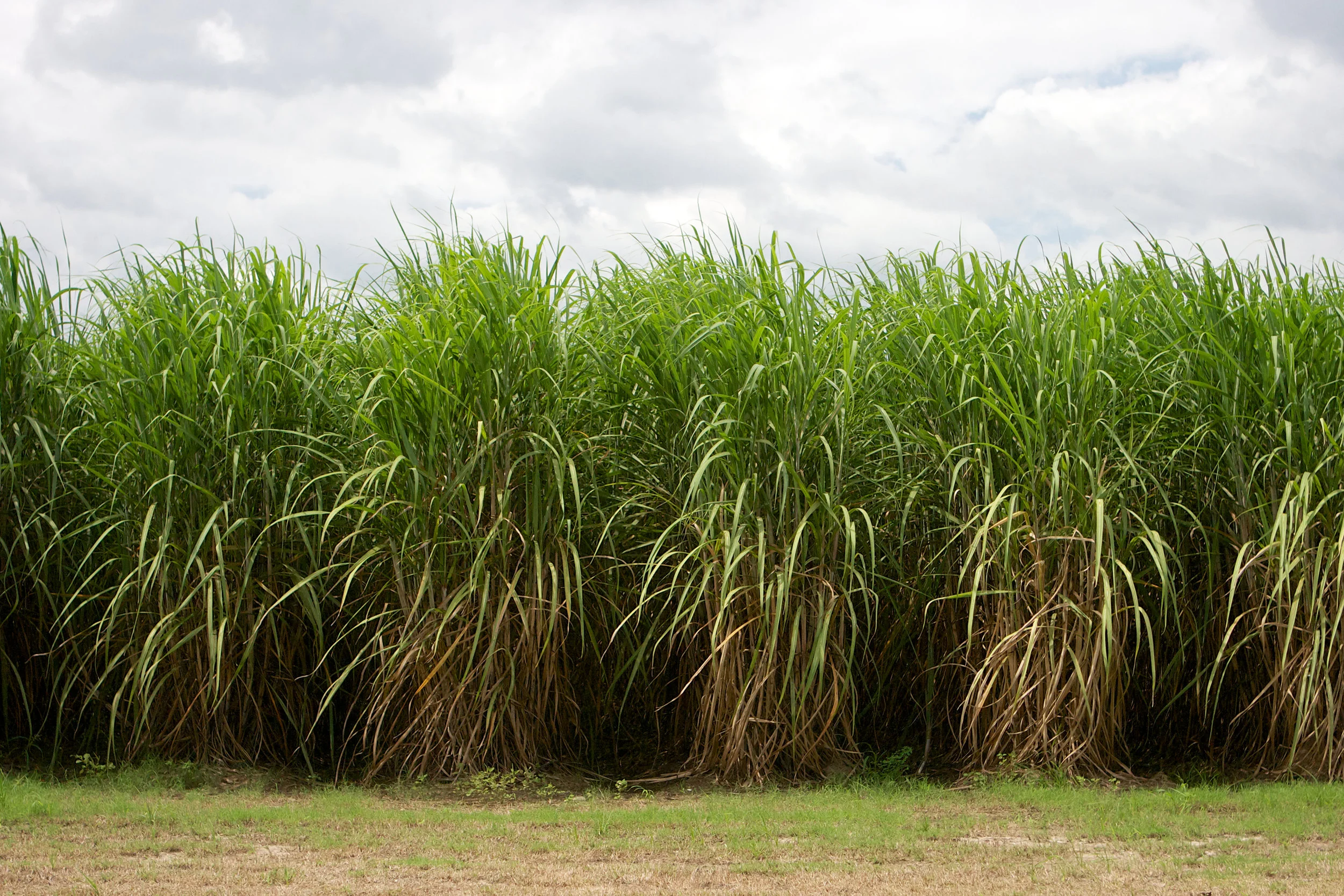 SquarespaceImage19-sugarcane-maturecane.jpg