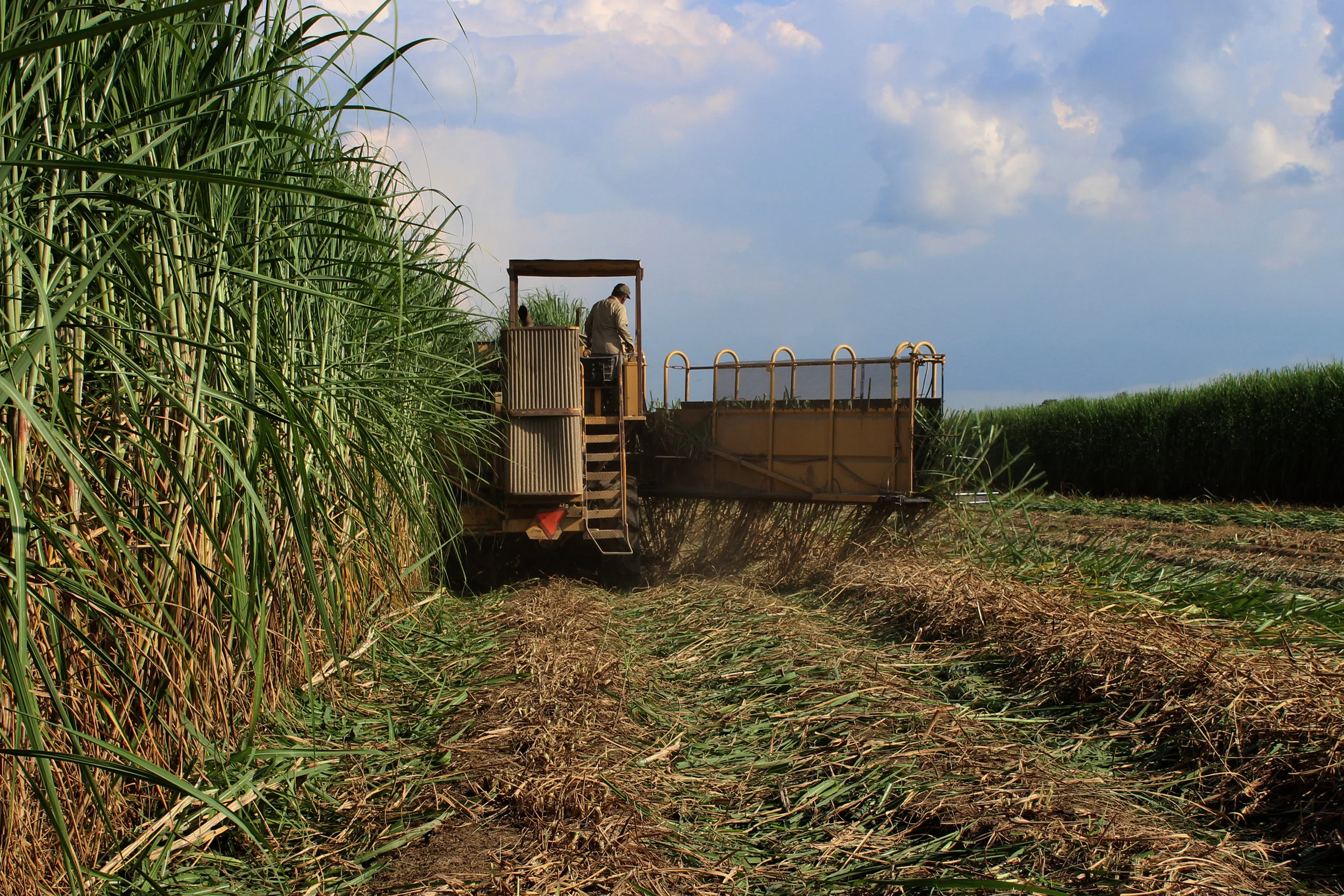SquarespaceImage19-sugarcane-harvest.jpg
