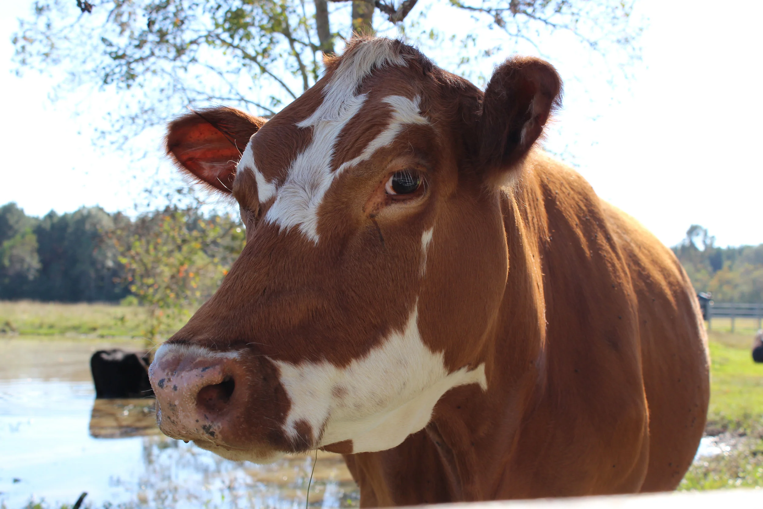 SquarespaceImage19-dairy-Guernsey.jpg