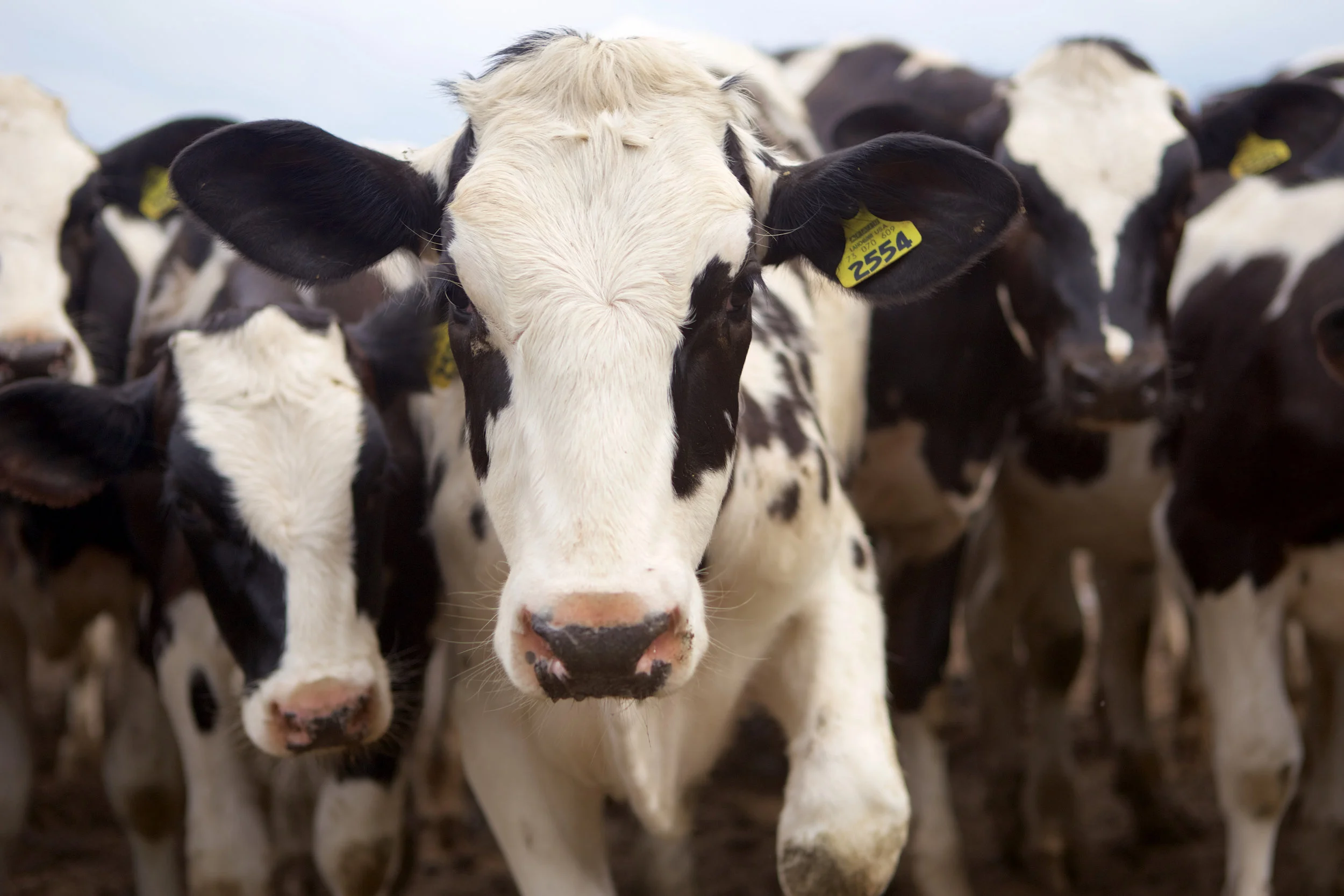 SquarespaceImage19-dairy-holstein.jpg