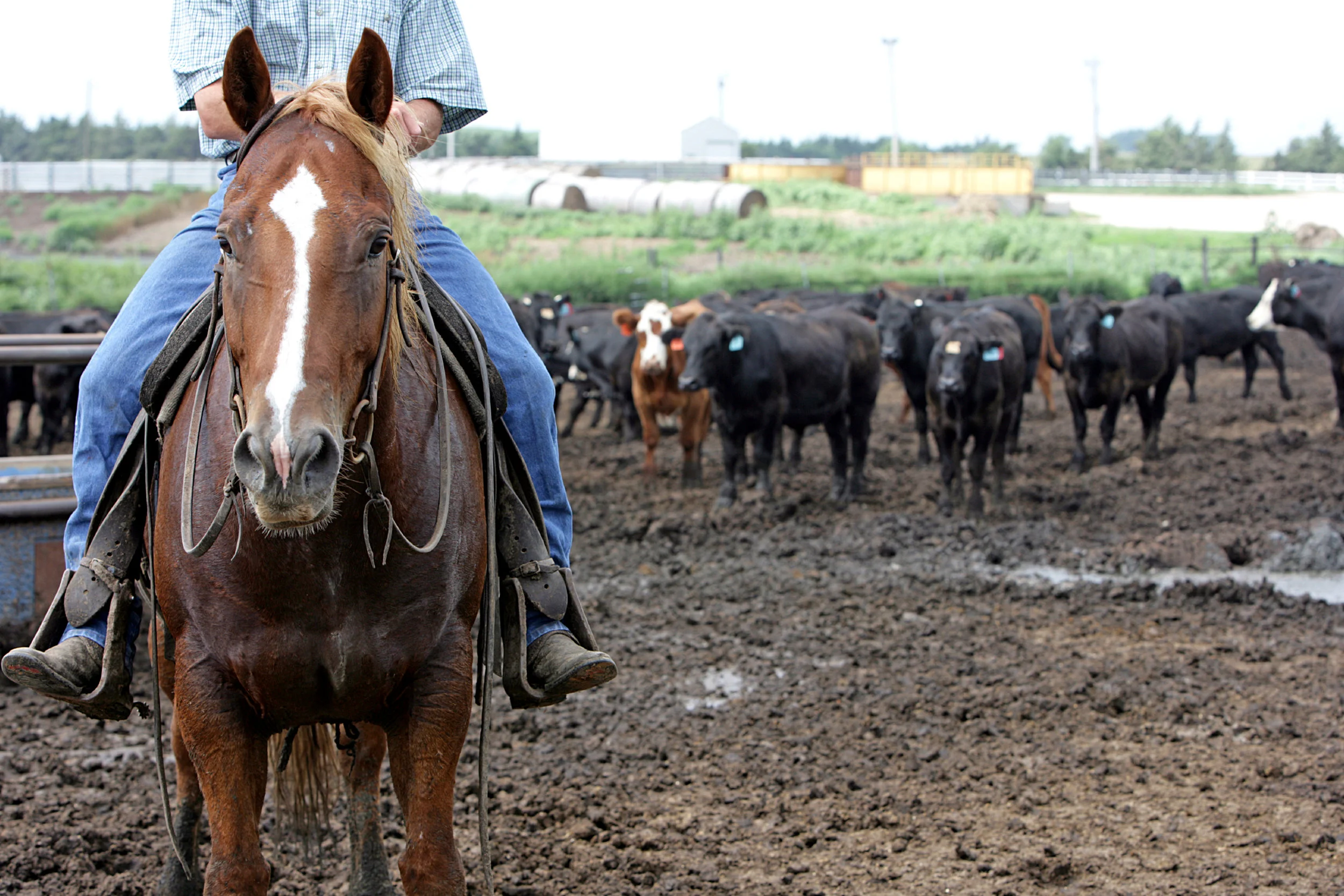 SquarespaceImage19-horses-cattle.jpg