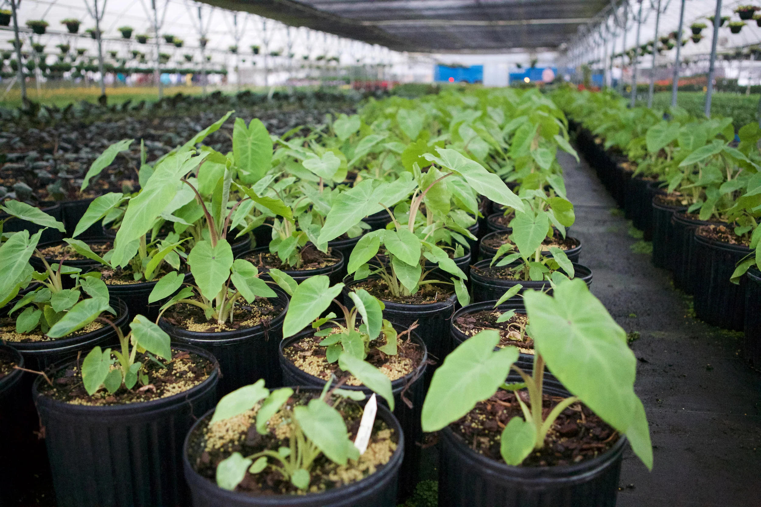 SquarespaceImage19-nursery-pottedplant_2.jpg
