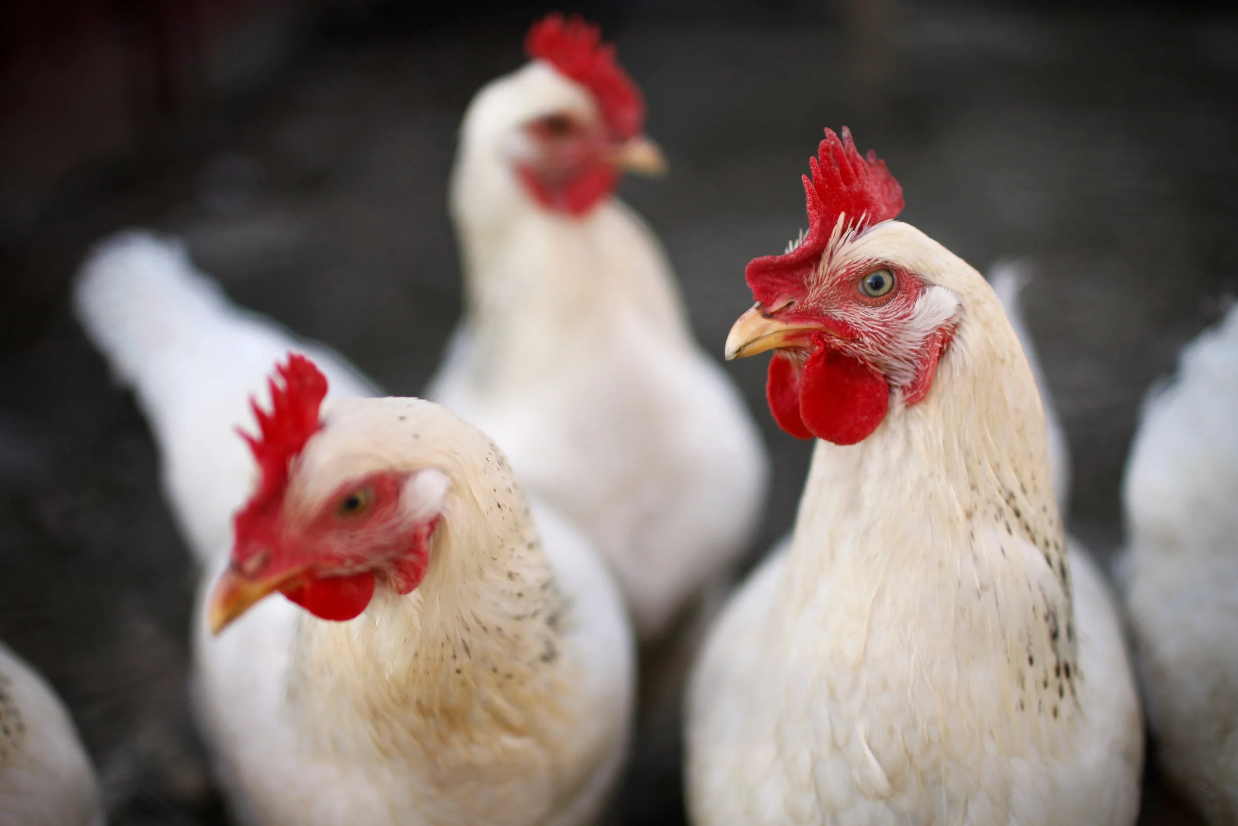 SquarespaceImage19-poultry-layinghens.jpg