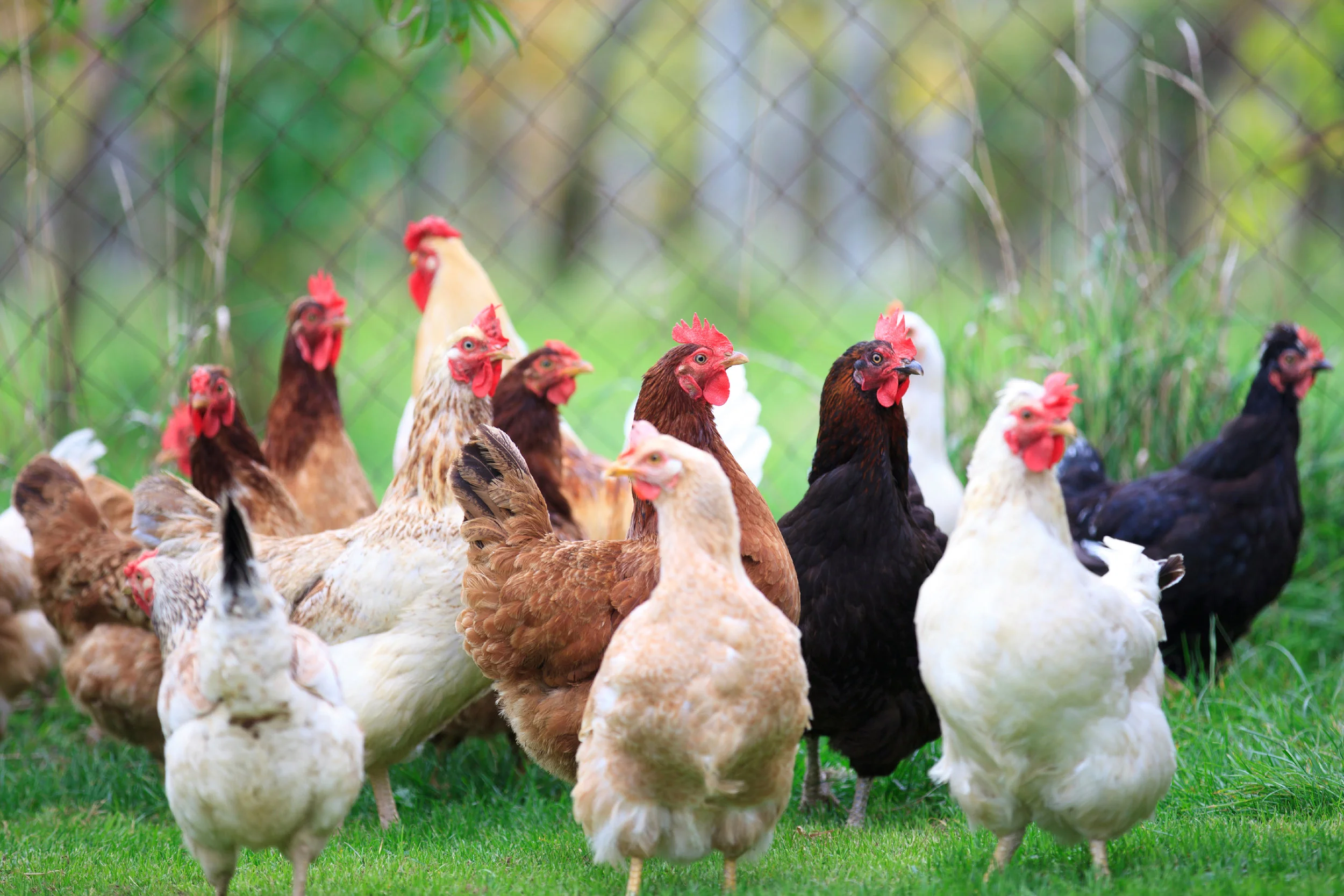 SquarespaceImage19-poultry-maturechickens.jpg