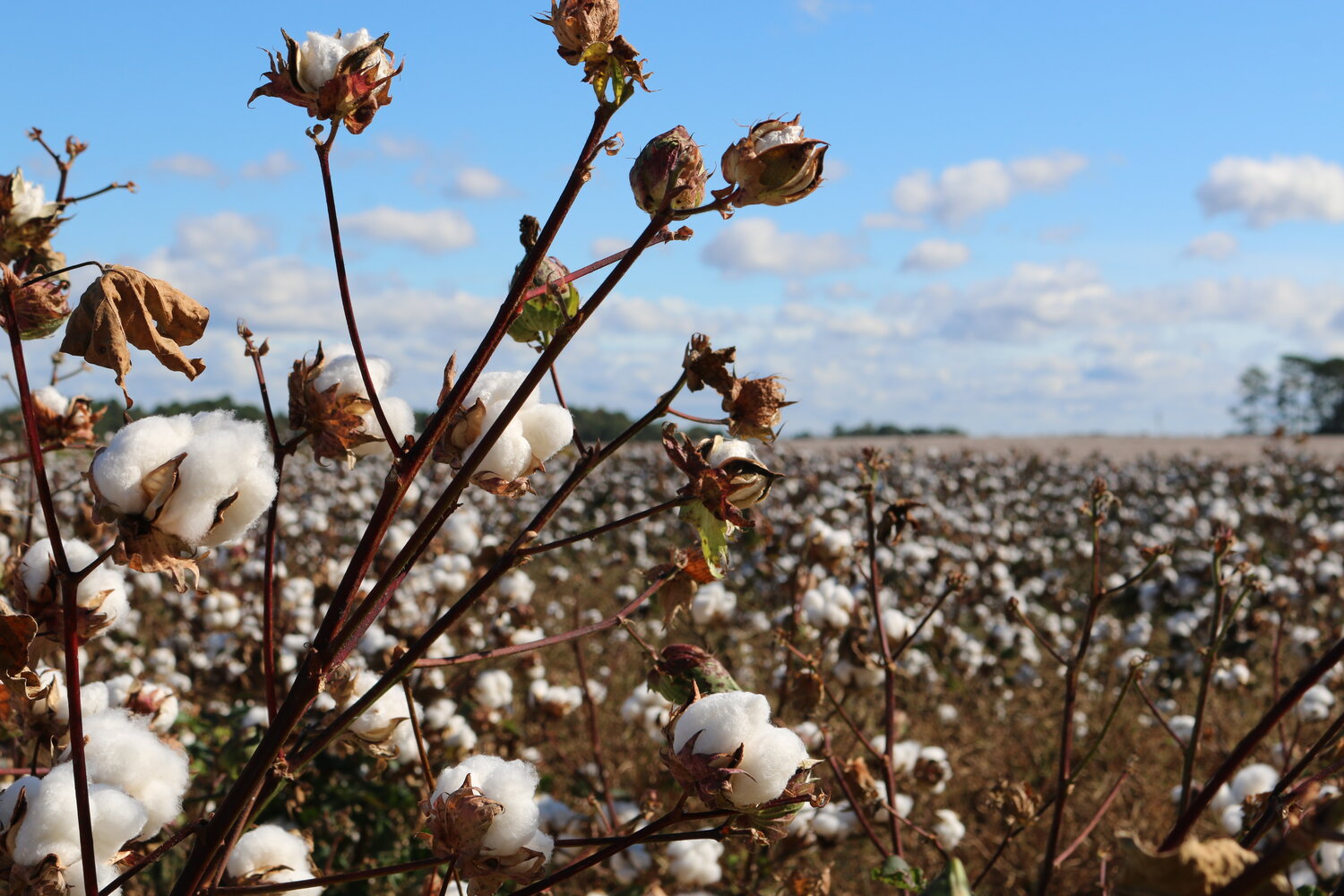 Cotton — Louisiana Ag in the Classroom