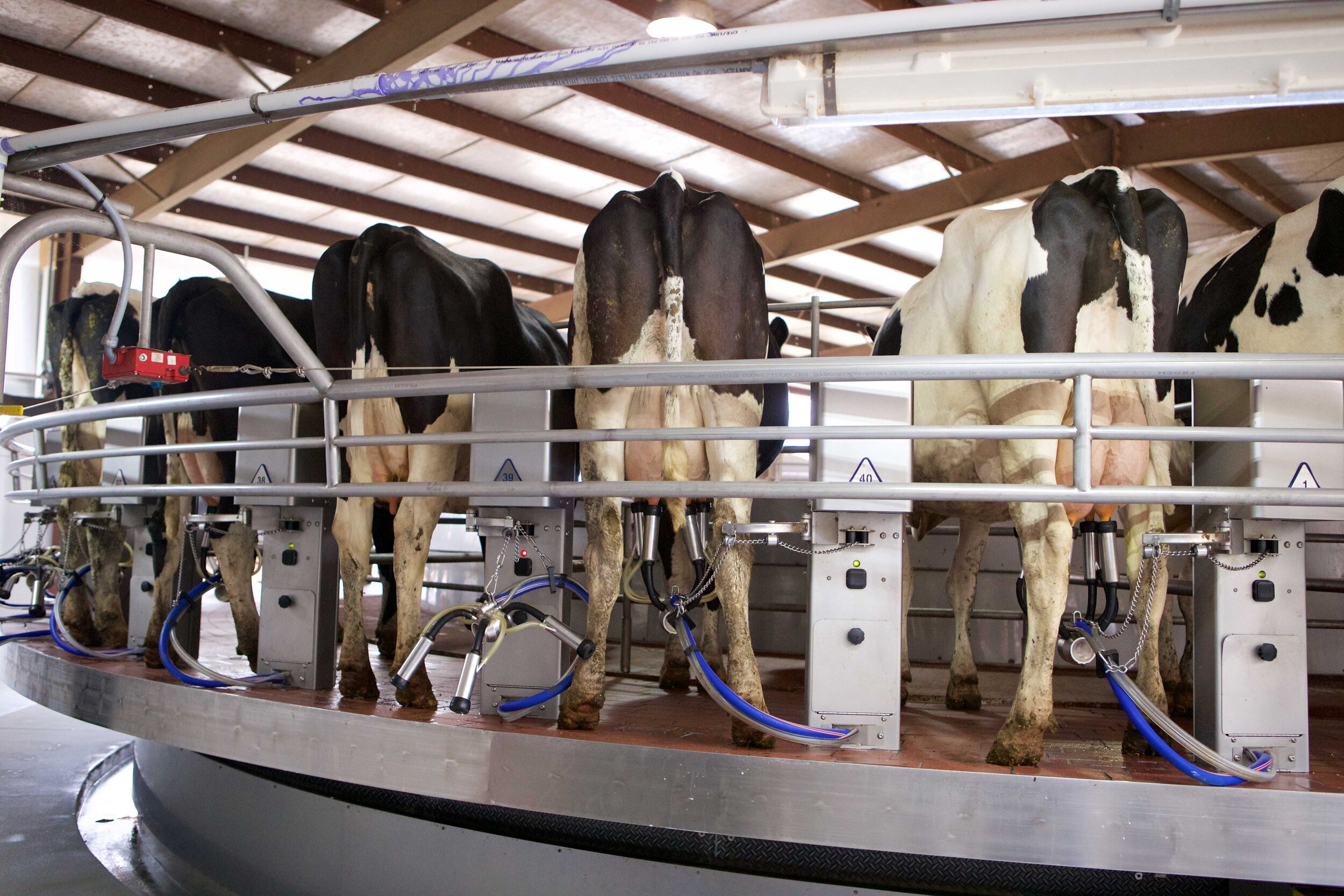 Dairy — Louisiana Ag in the Classroom