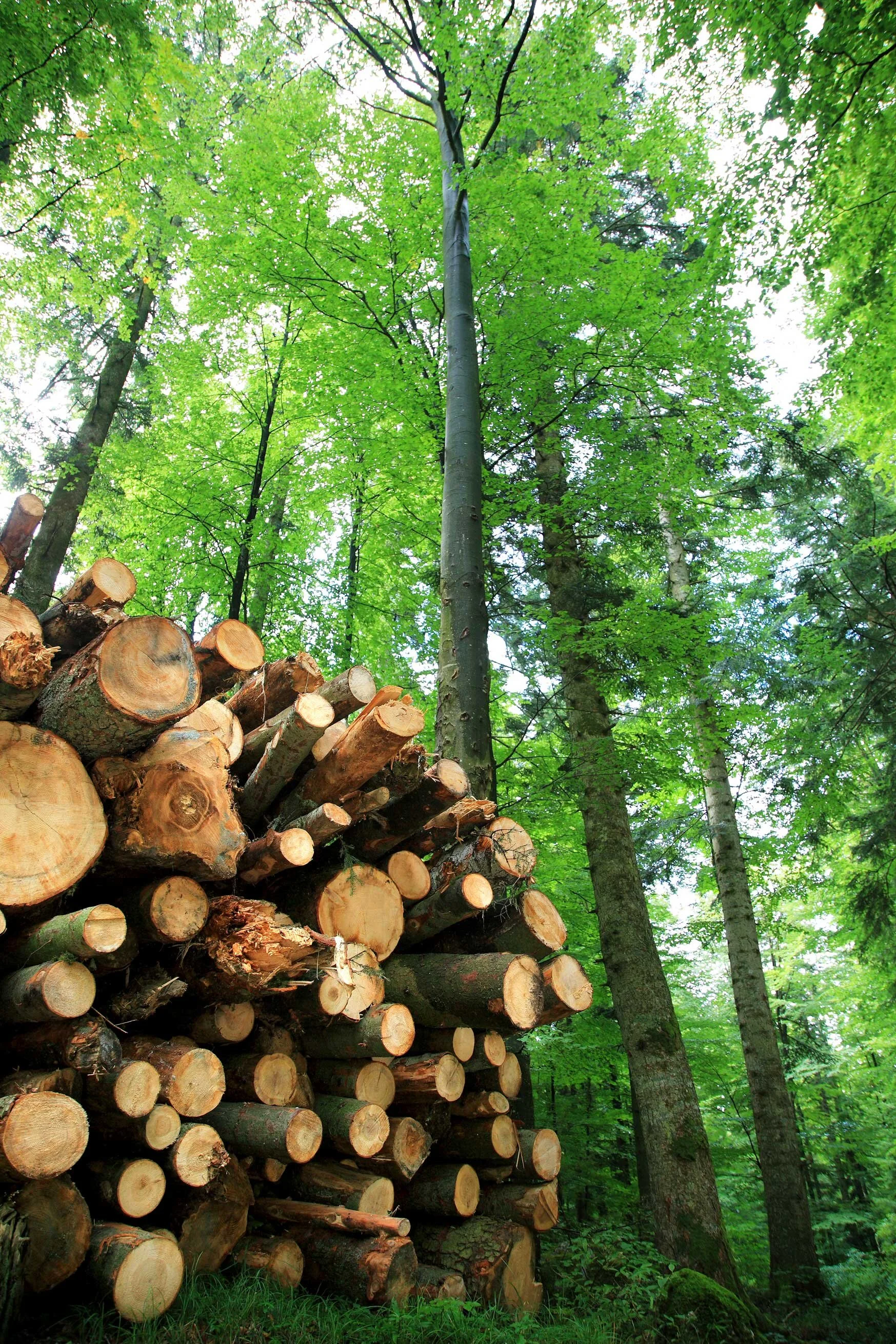 Forestry — Louisiana Ag in the Classroom