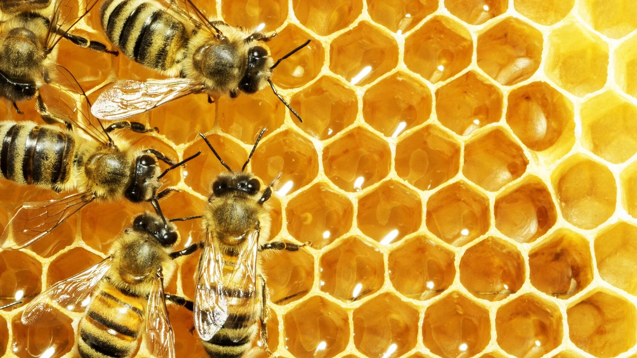 Bees-for-Test.jpg