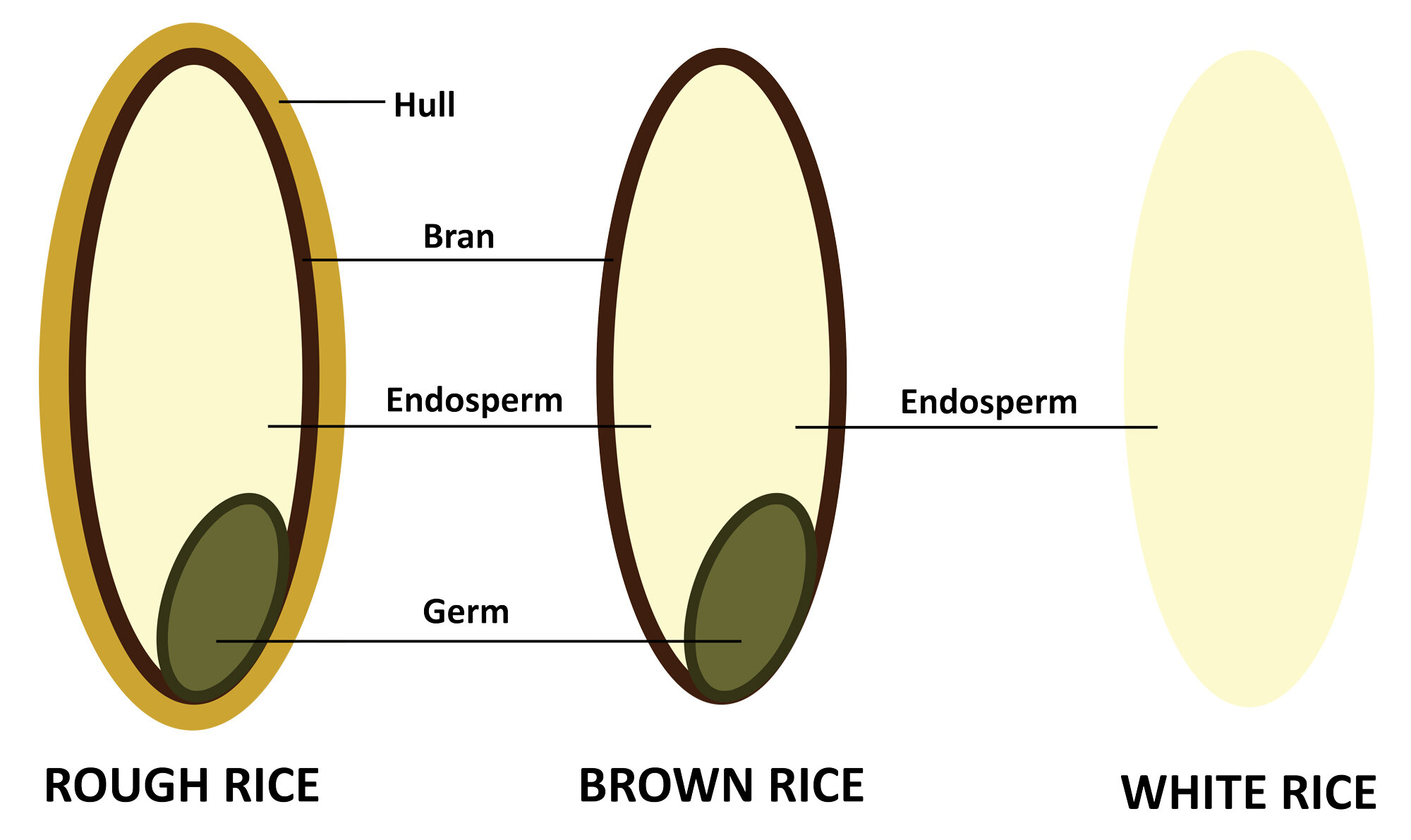 Rice — Louisiana Ag in the Classroom