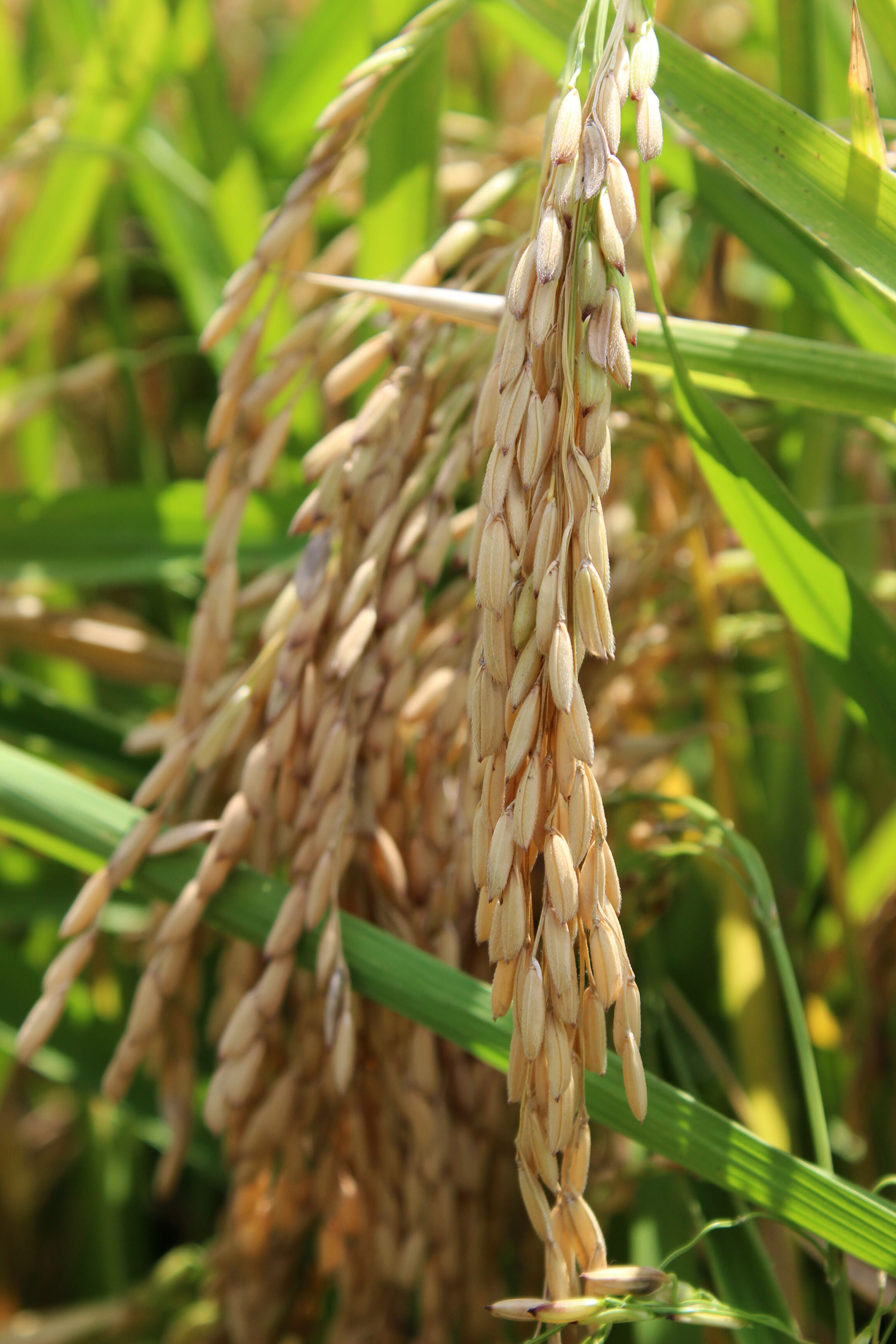 Rice — Louisiana Ag in the Classroom