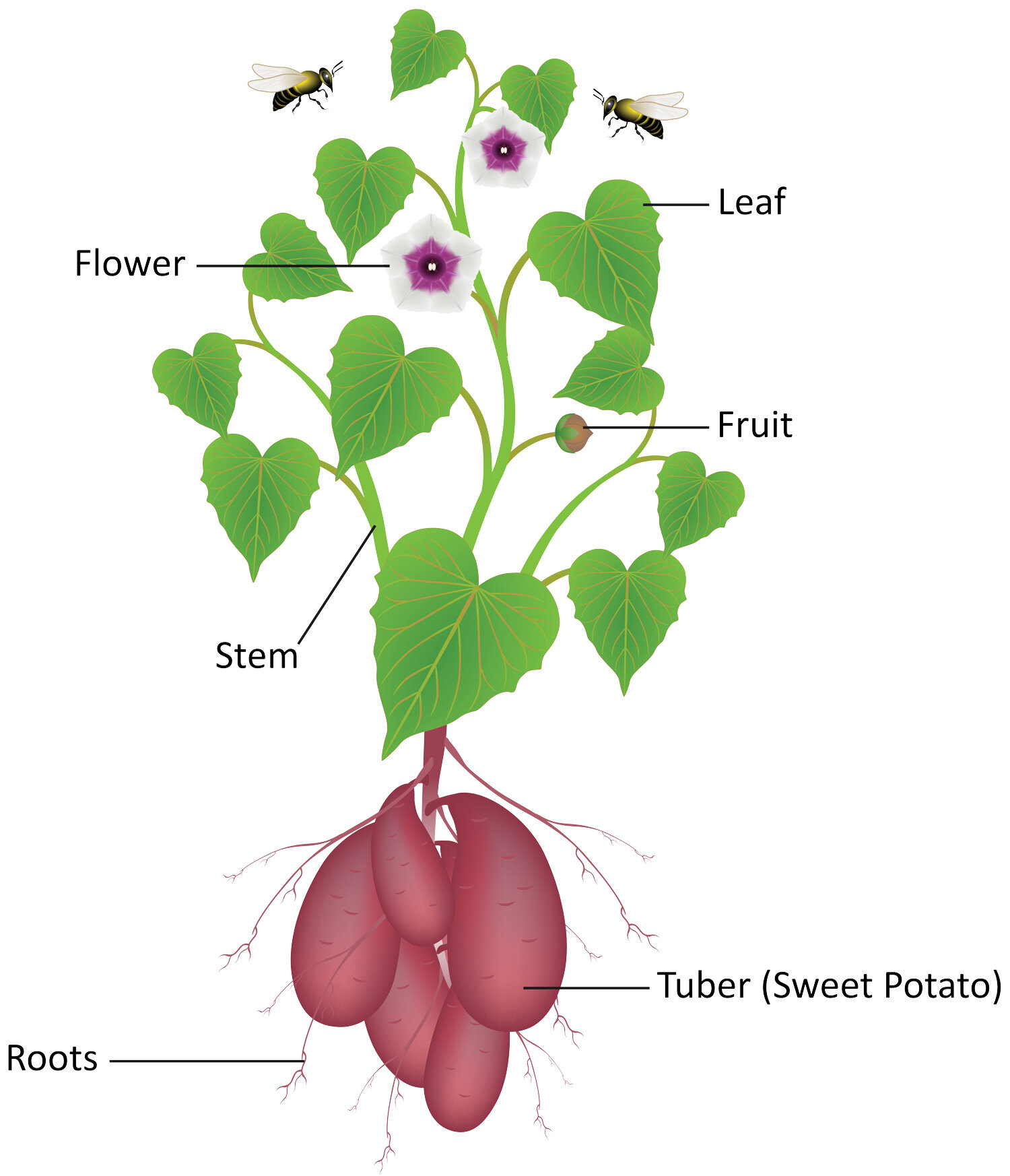 Sweet Potatoes — Louisiana Ag in the Classroom