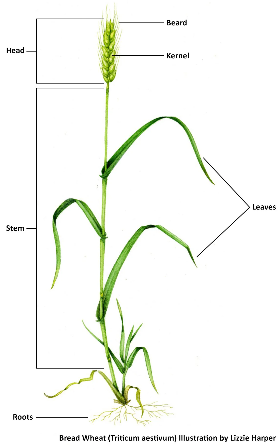 Wheat Louisiana Ag In The Classroom