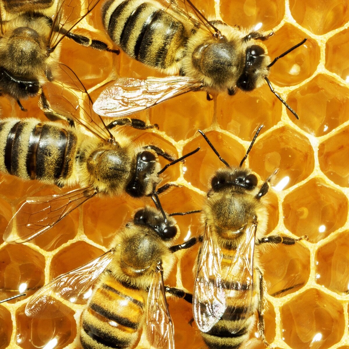 Honey Bees — Louisiana Ag in the Classroom