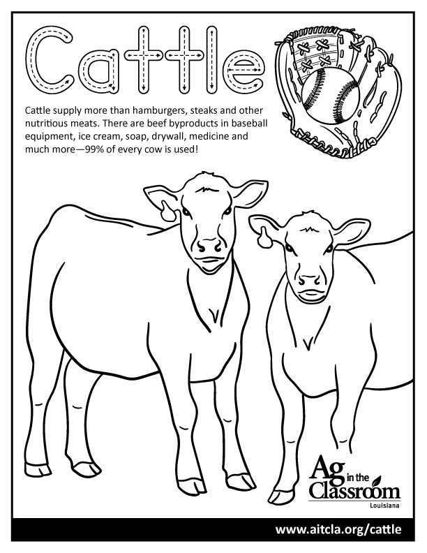 Cattle.jpg