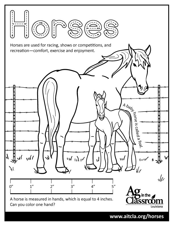 Horses.jpg