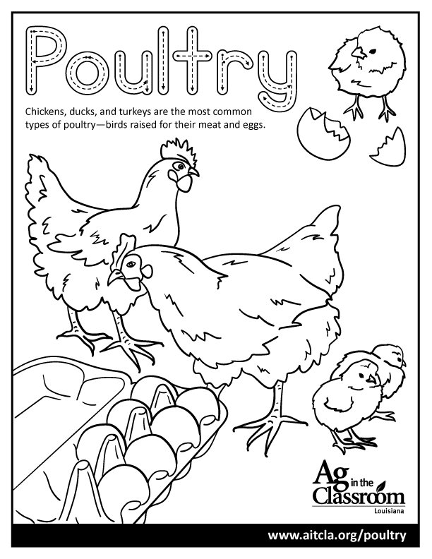Poultry.jpg