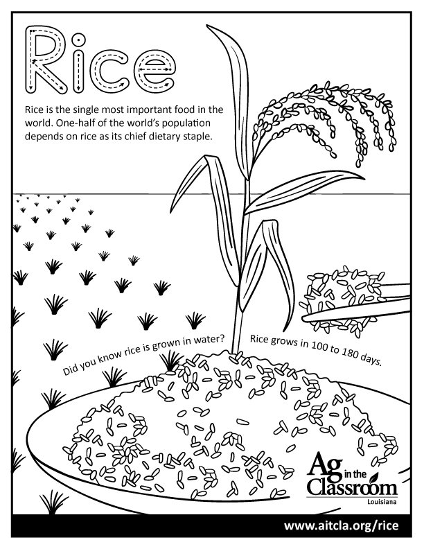 Rice.jpg