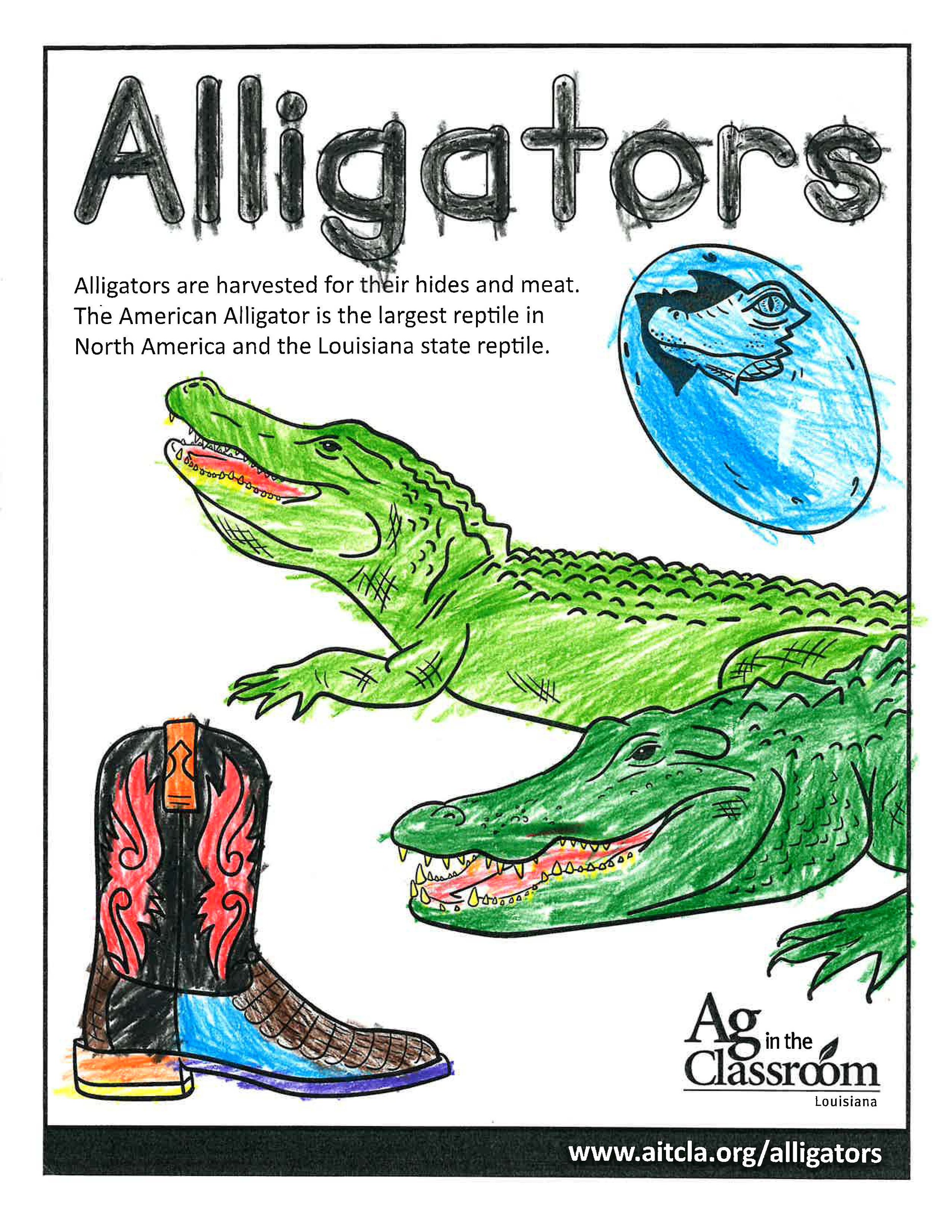 Alligators_LouisianaAgWeek2024_Page_01.jpg