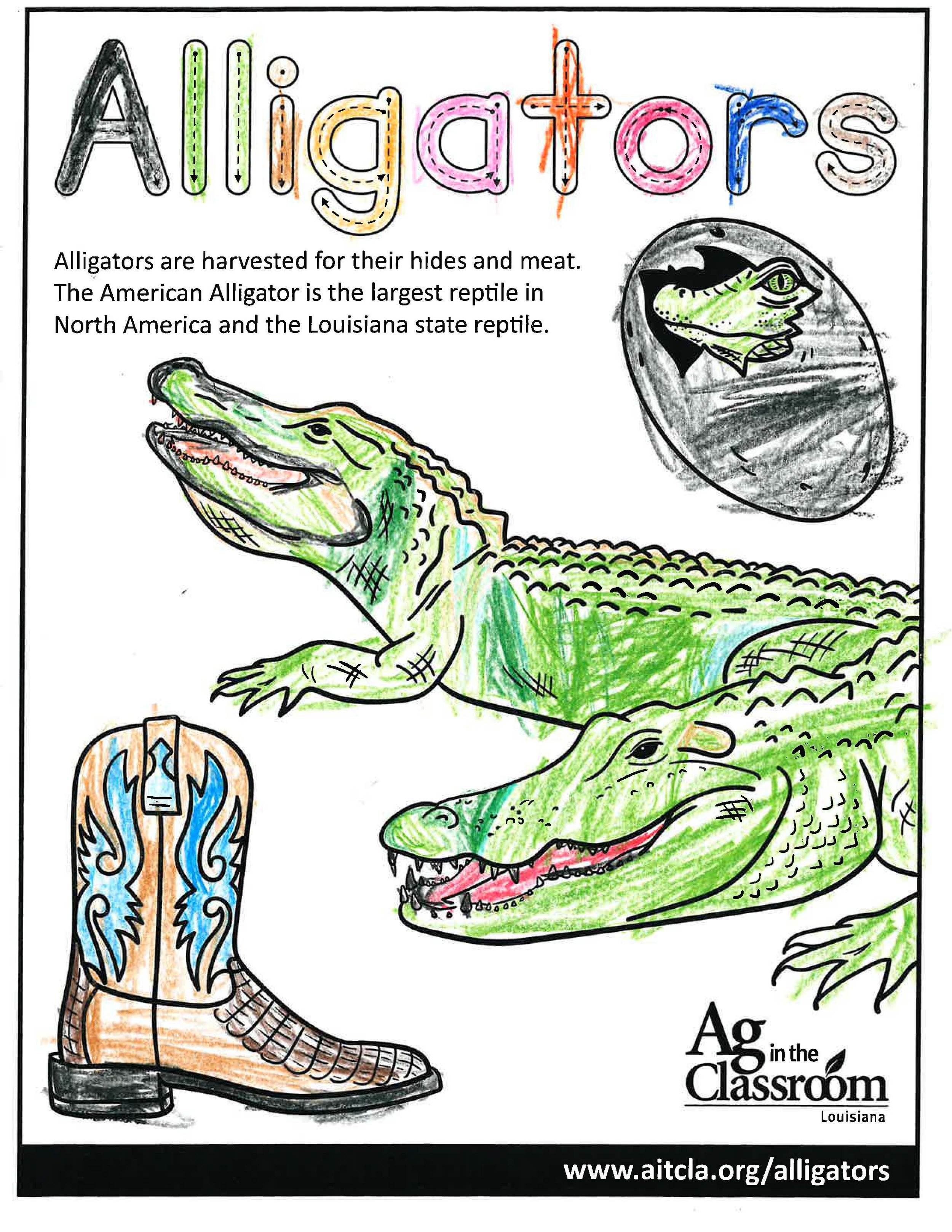 Alligators_LouisianaAgWeek2024_Page_04.jpg