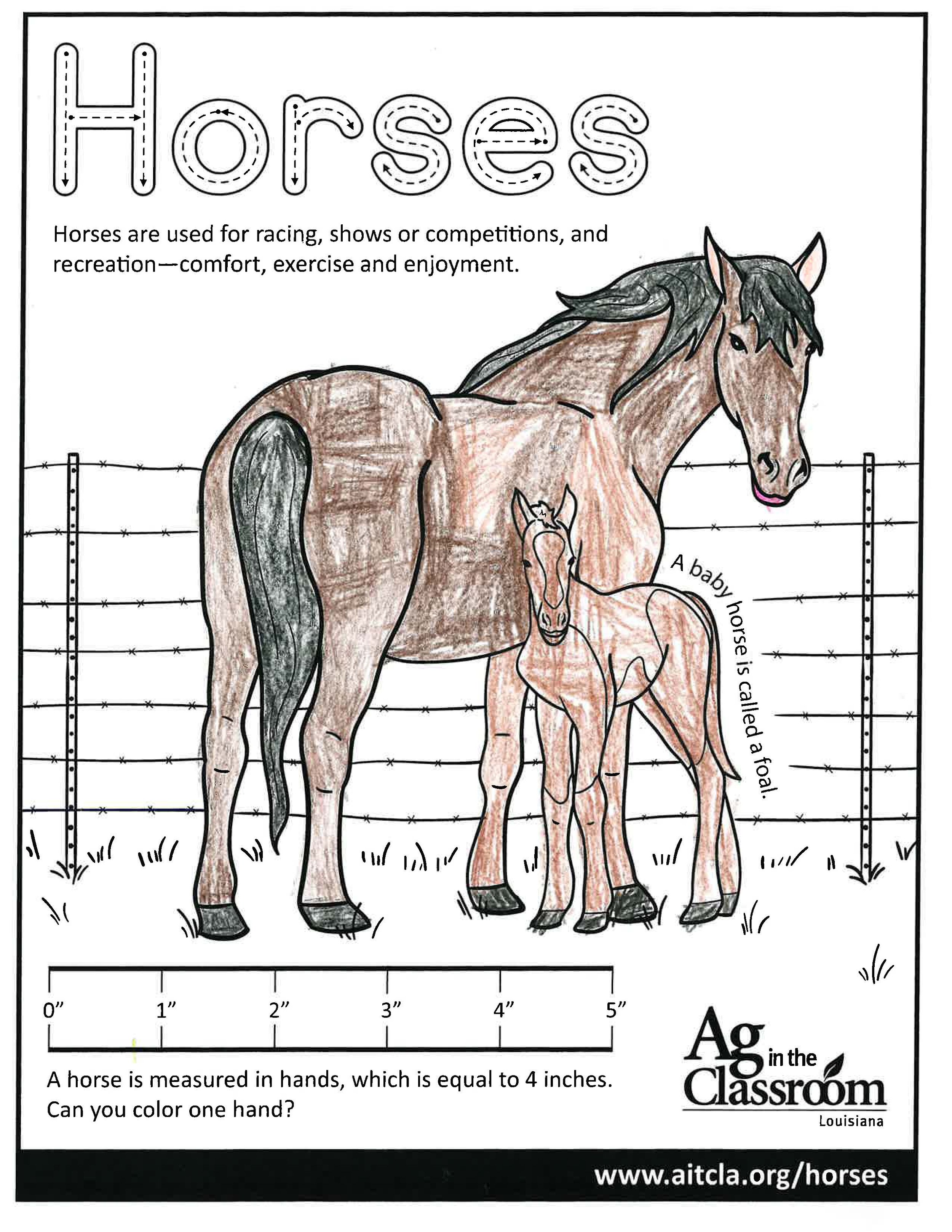 Horses_LouisianaAgWeek2024_Page_02.jpg