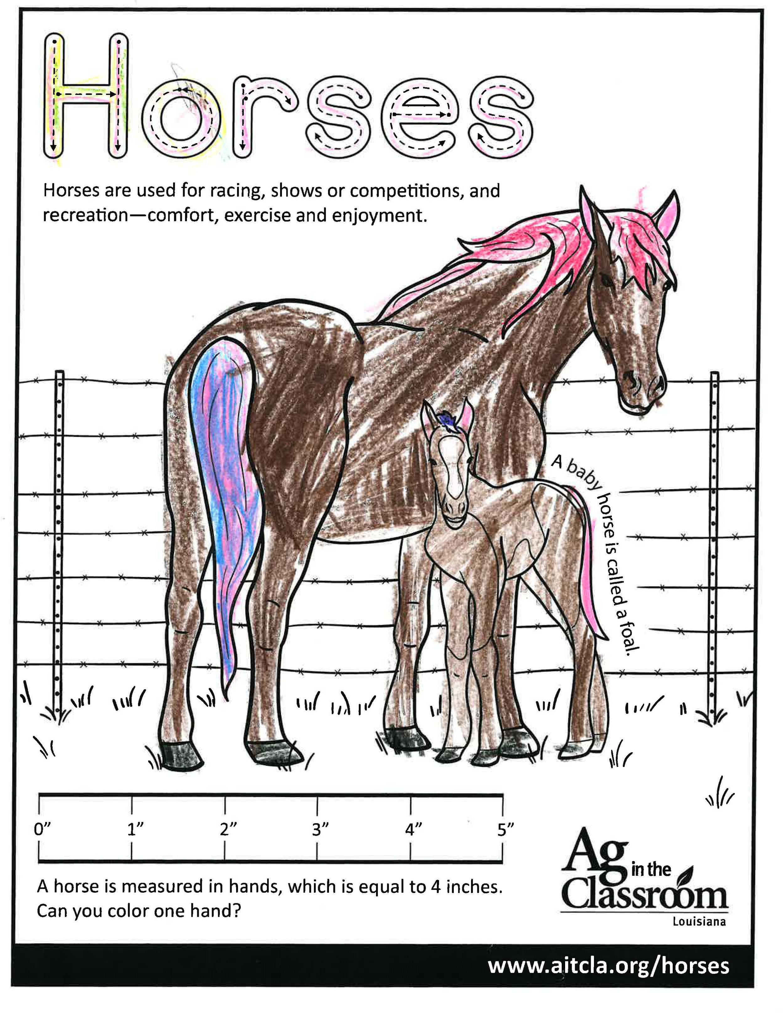 Horses_LouisianaAgWeek2024_Page_01.jpg