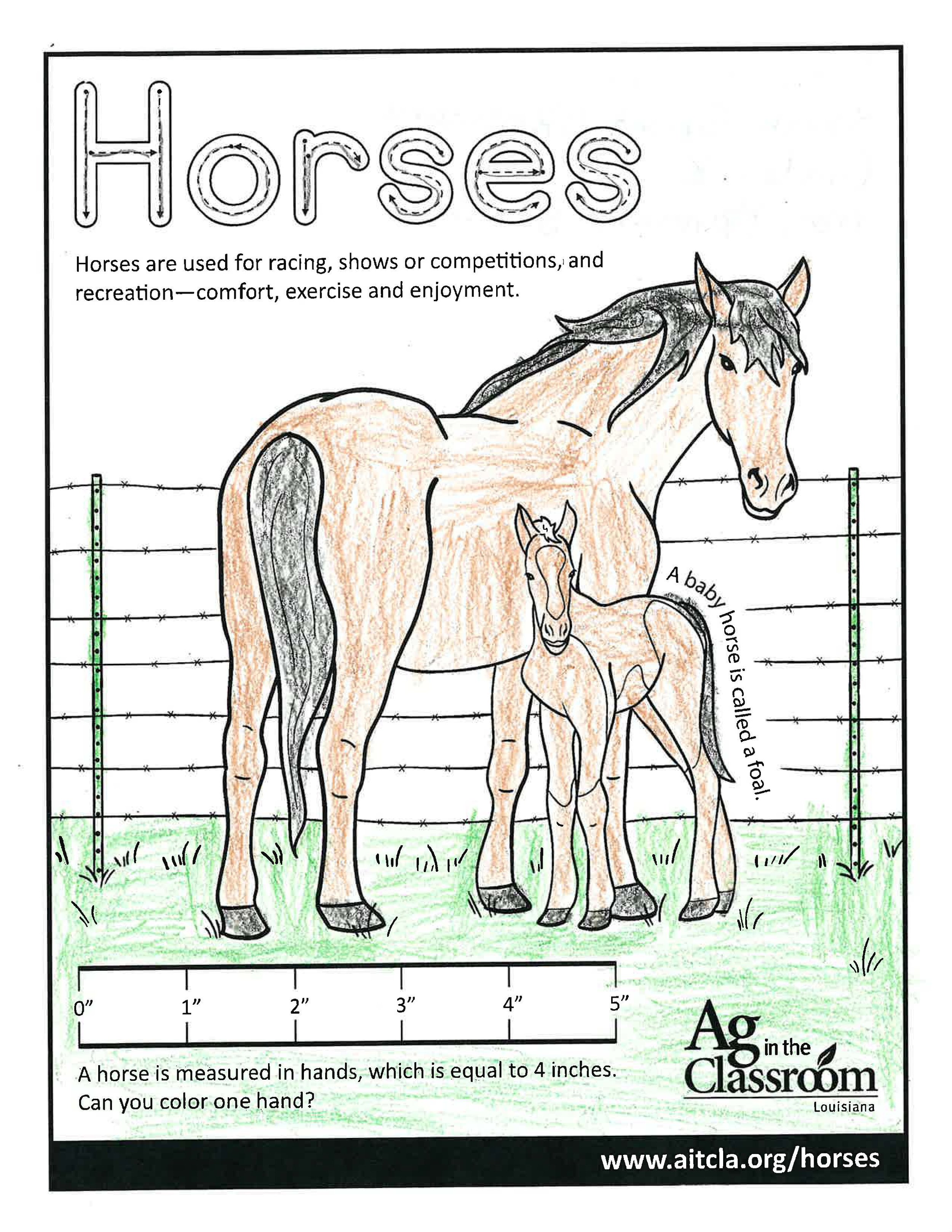 Horses_LouisianaAgWeek2024_Page_11.jpg