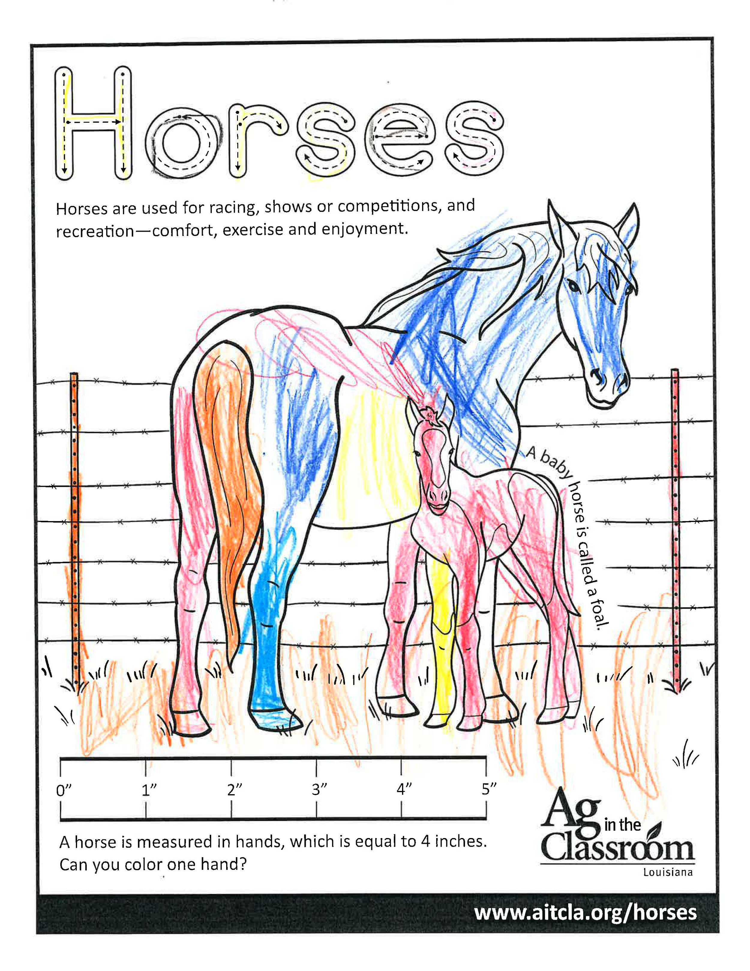 Horses_LouisianaAgWeek2024_Page_13.jpg