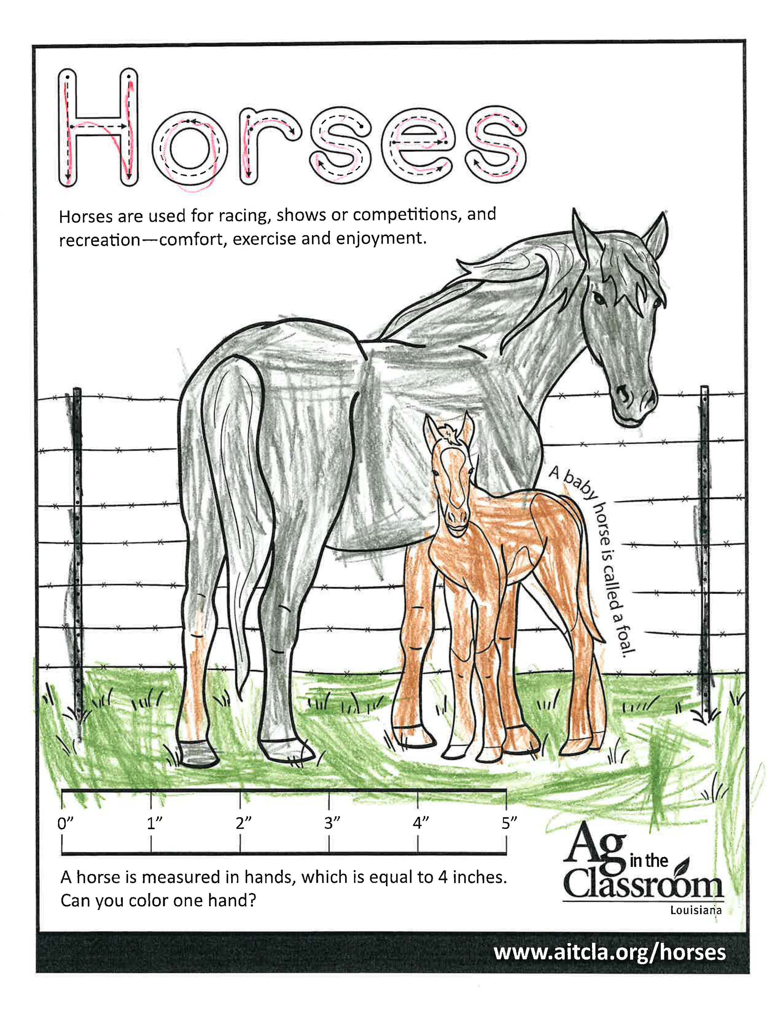 Horses_LouisianaAgWeek2024_Page_14.jpg