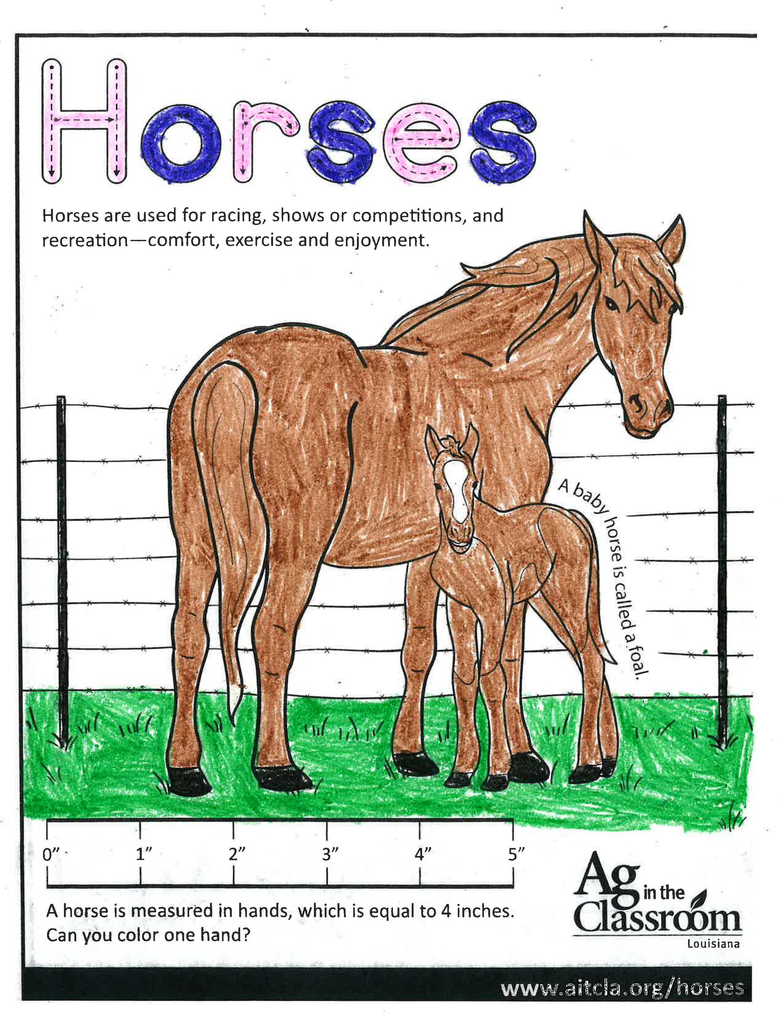 Horses_LouisianaAgWeek2024_Page_19.jpg