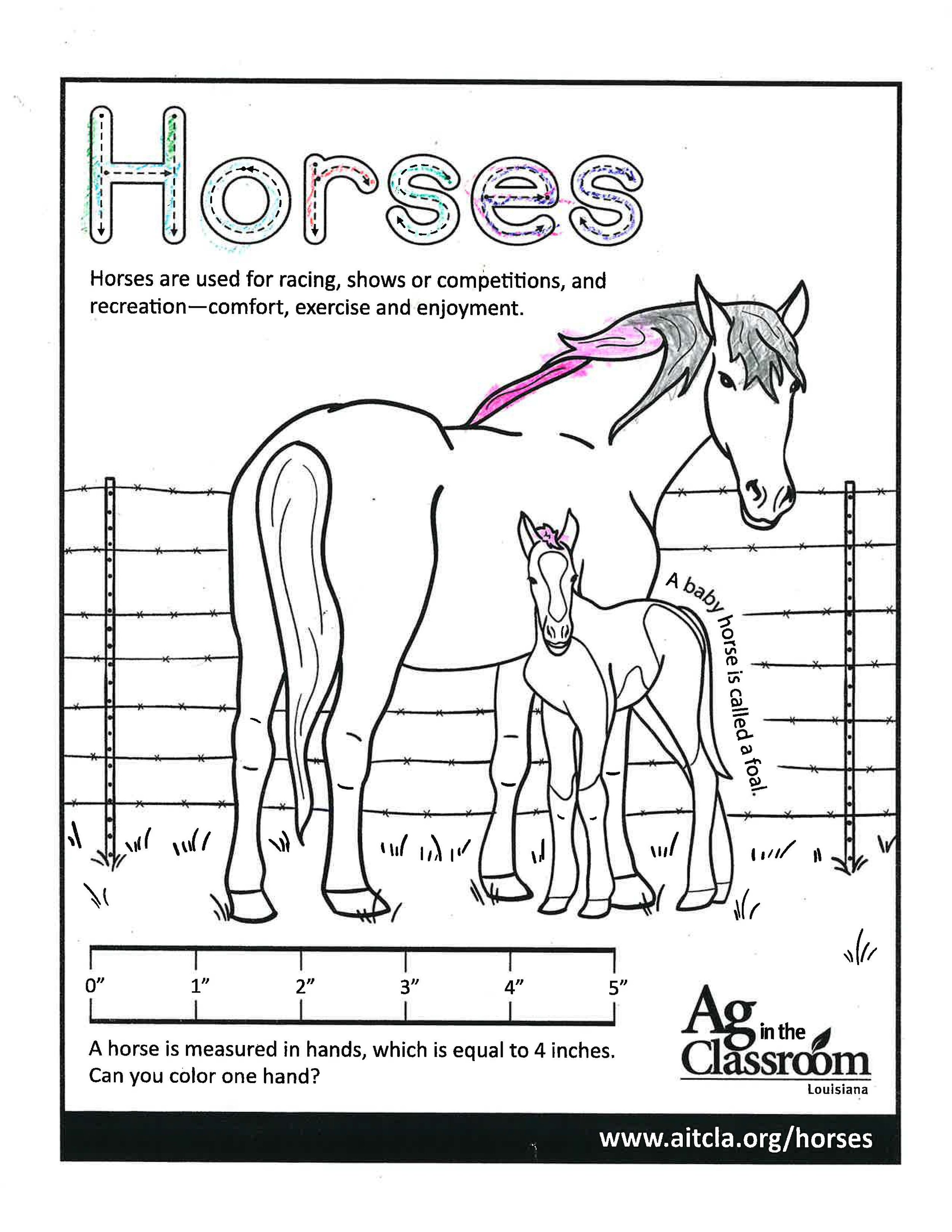 Horses_LouisianaAgWeek2024_Page_25.jpg