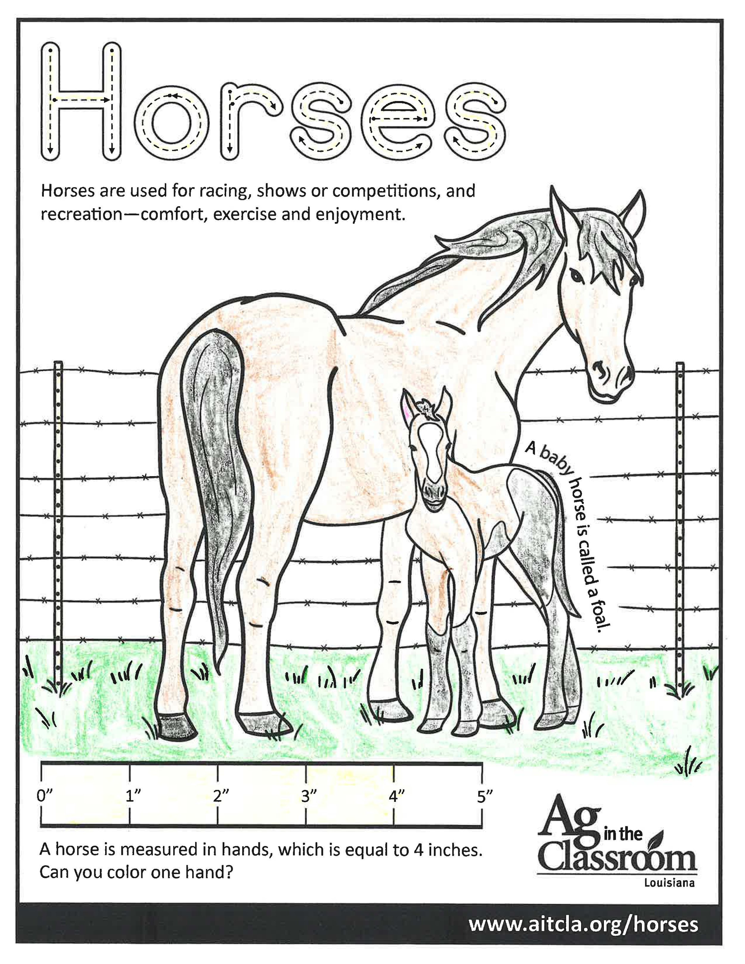 Horses_LouisianaAgWeek2024_Page_27.jpg