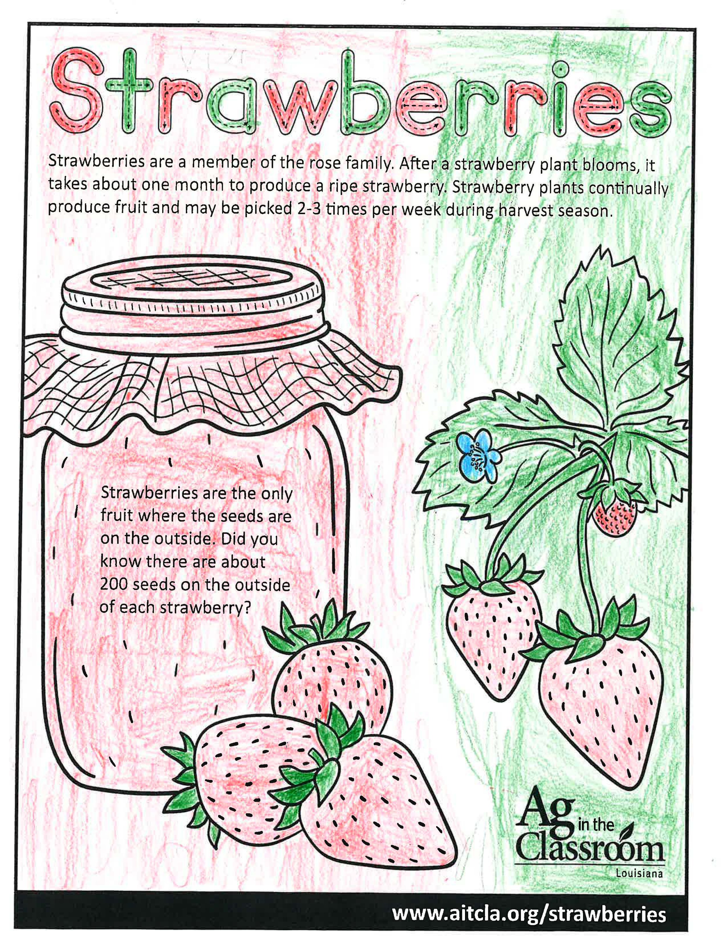 Strawberries_LouisianaAgWeek2024_Page_1.jpg