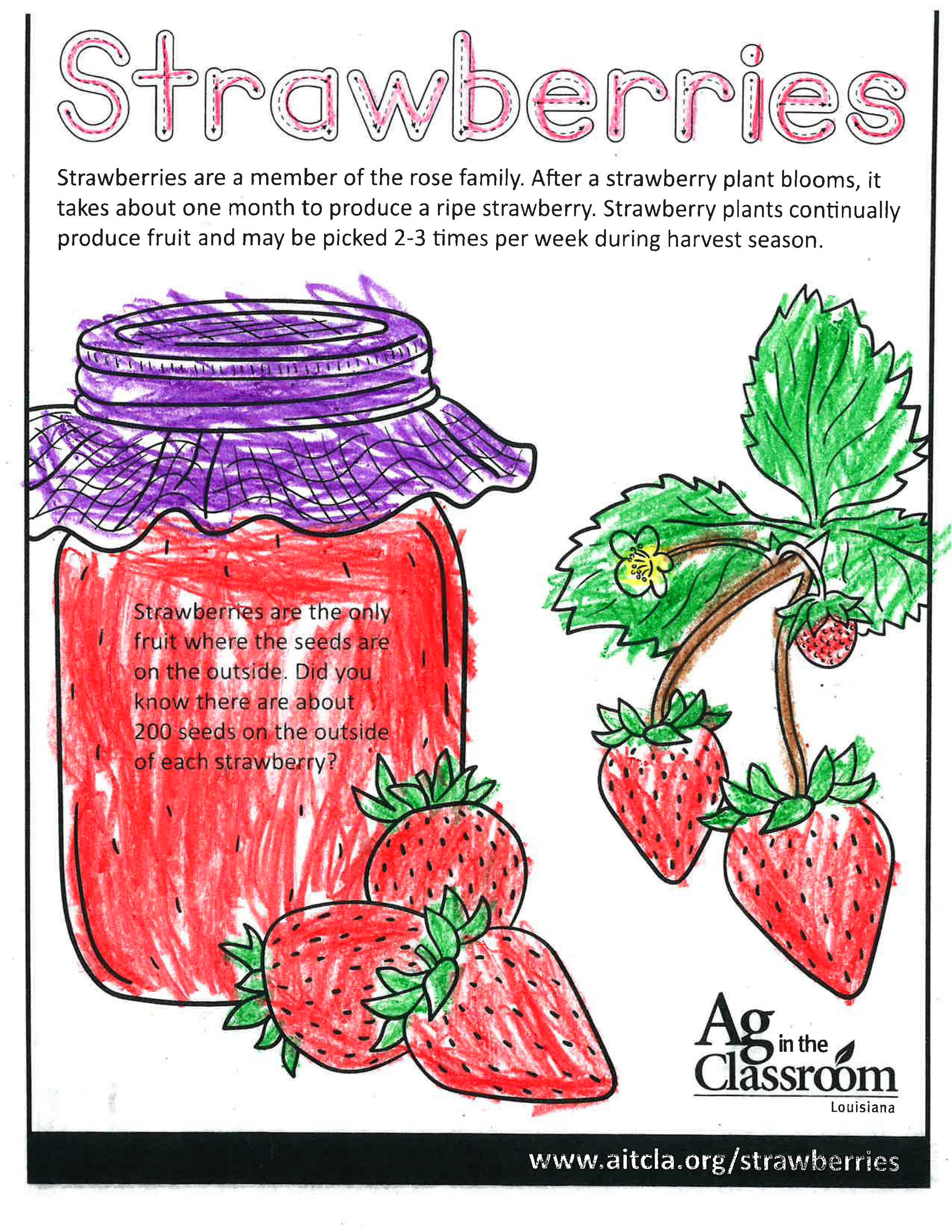 Strawberries_LouisianaAgWeek2024_Page_4.jpg
