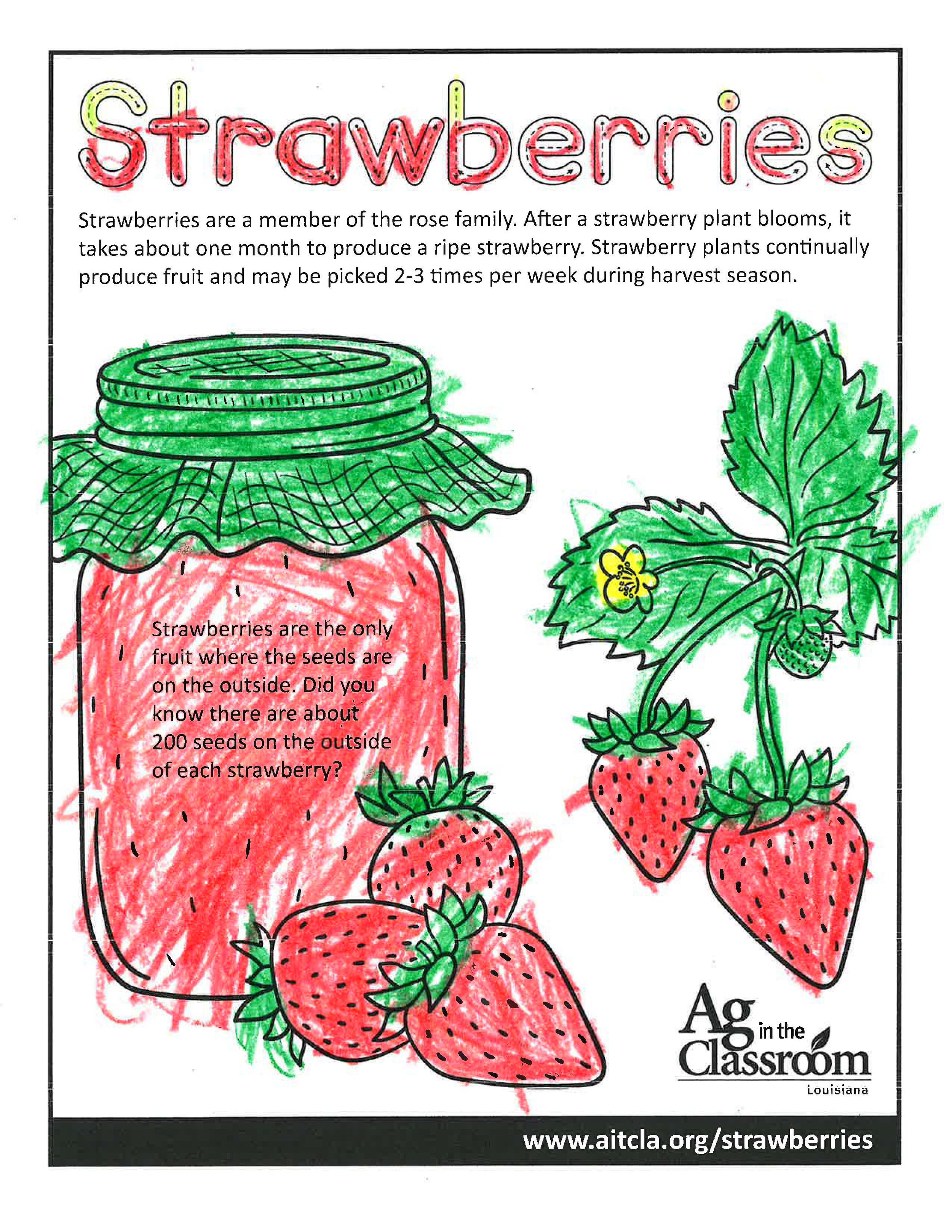 Strawberries_LouisianaAgWeek2024_Page_8.jpg