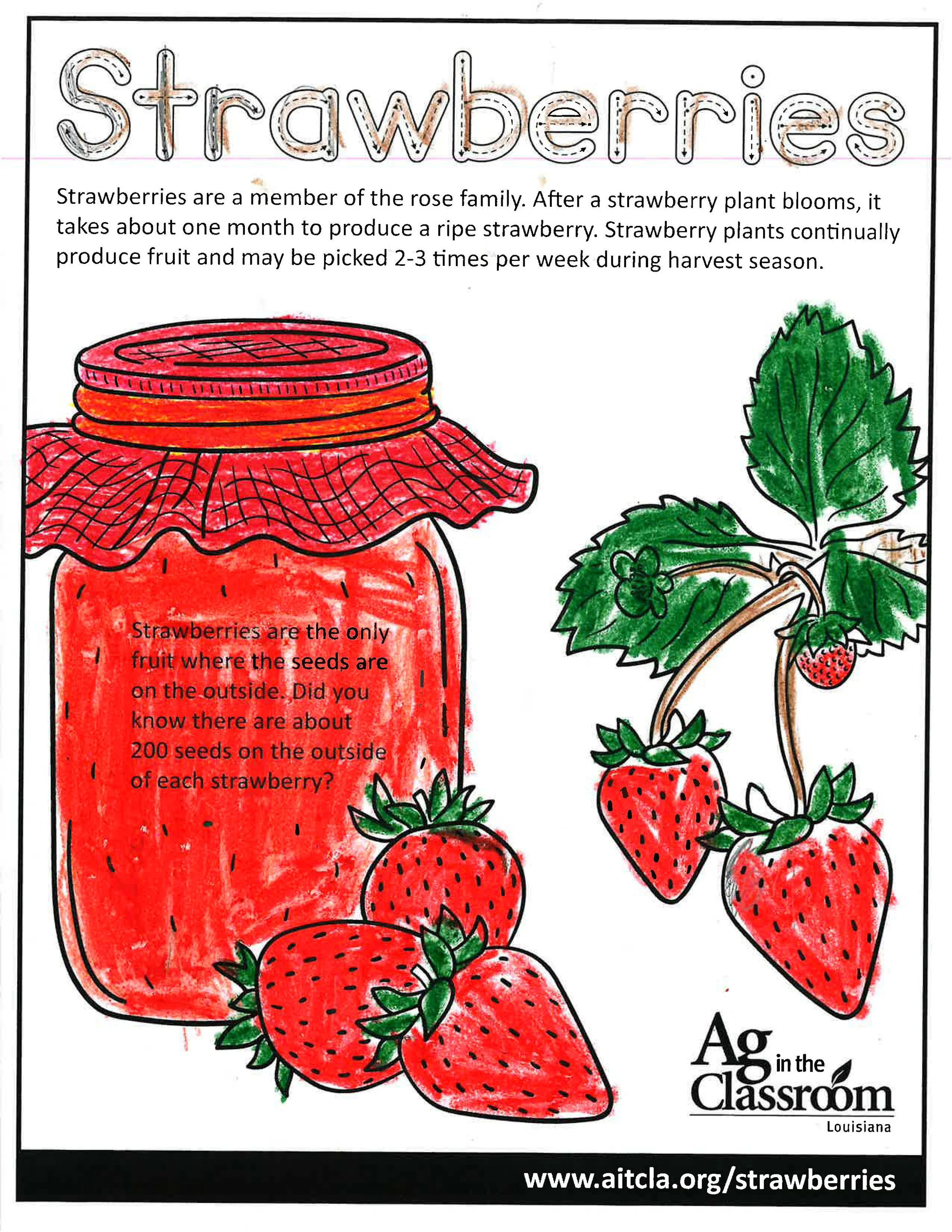 Strawberries_Page_14.jpg