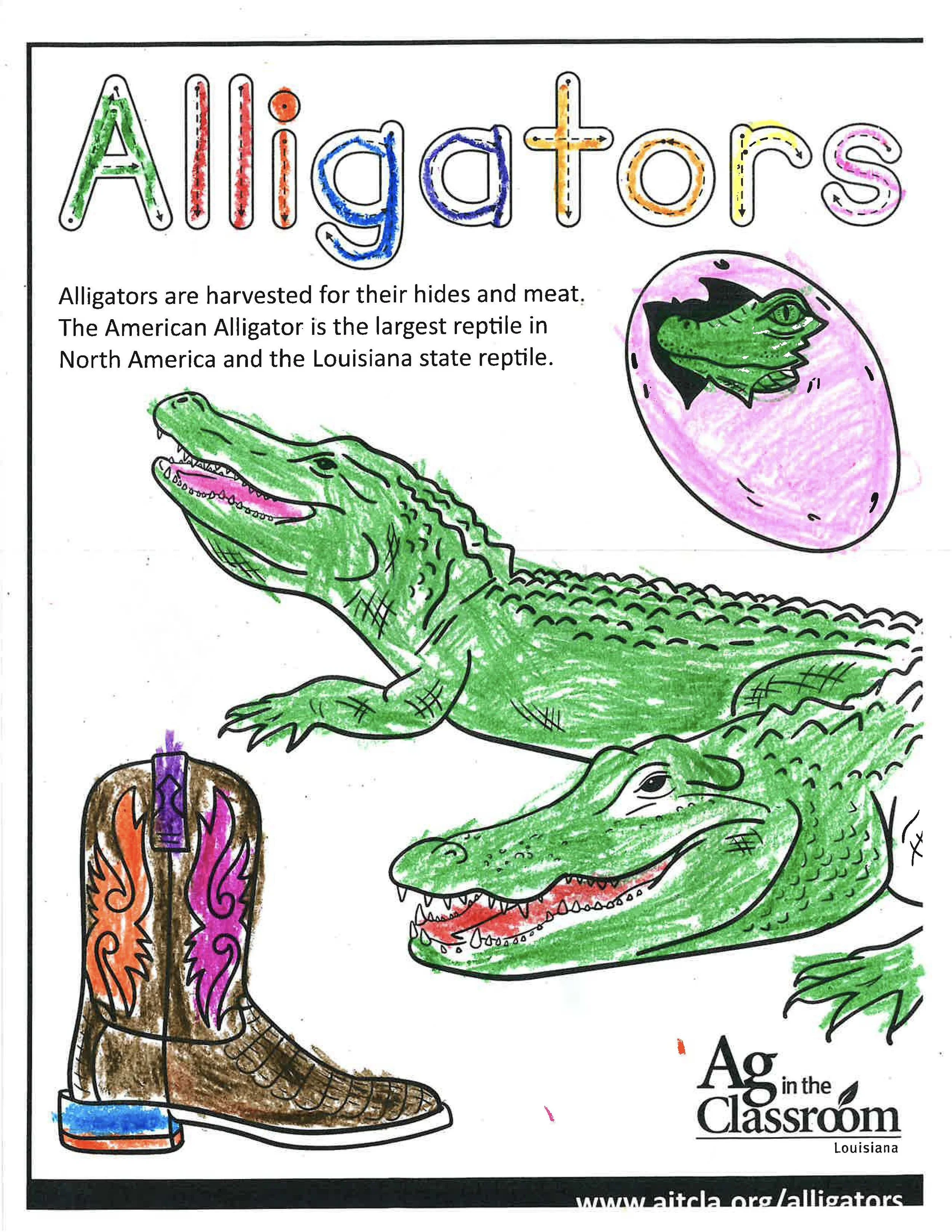 Alligators Color Sheets 2026_Page_05.jpg