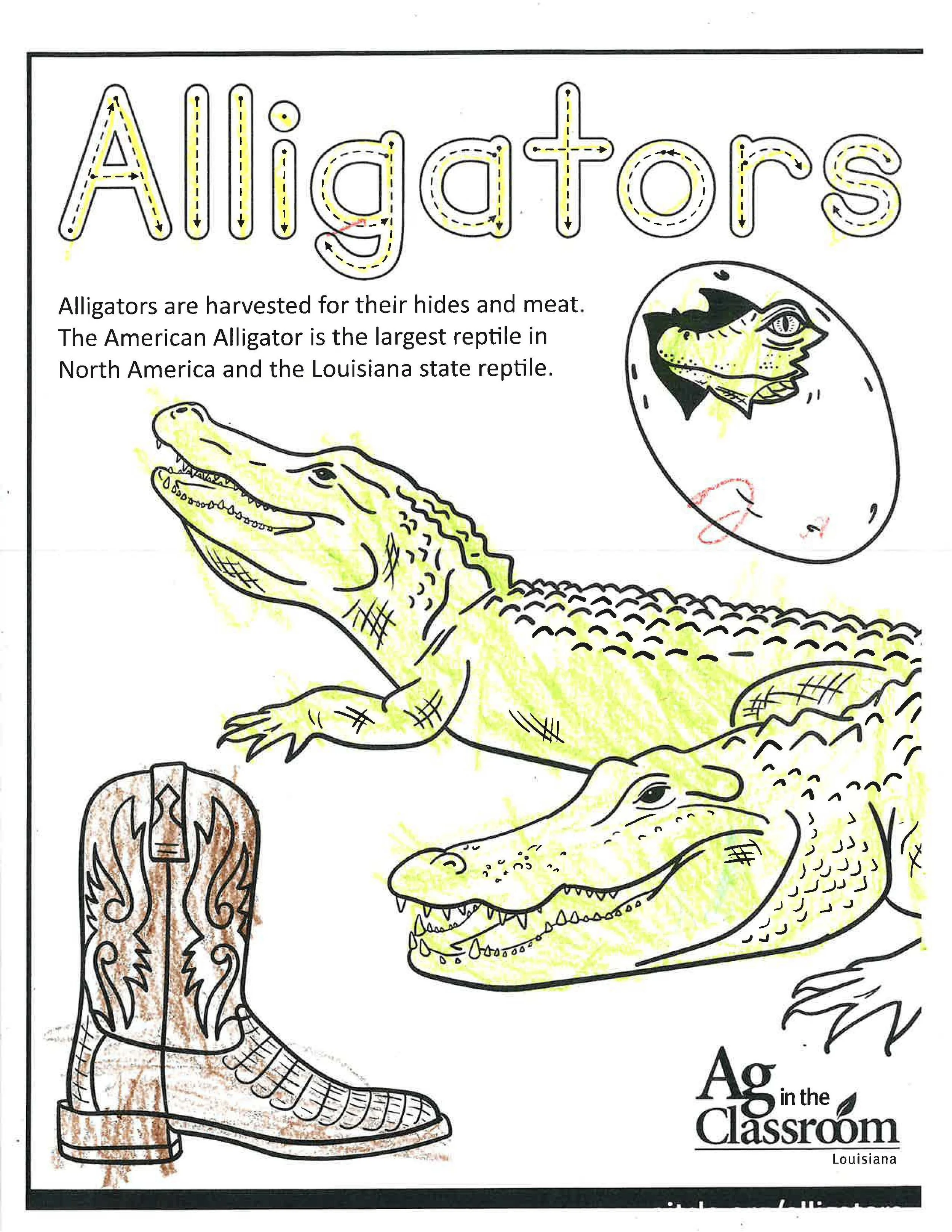 Alligators Color Sheets 2026_Page_07.jpg