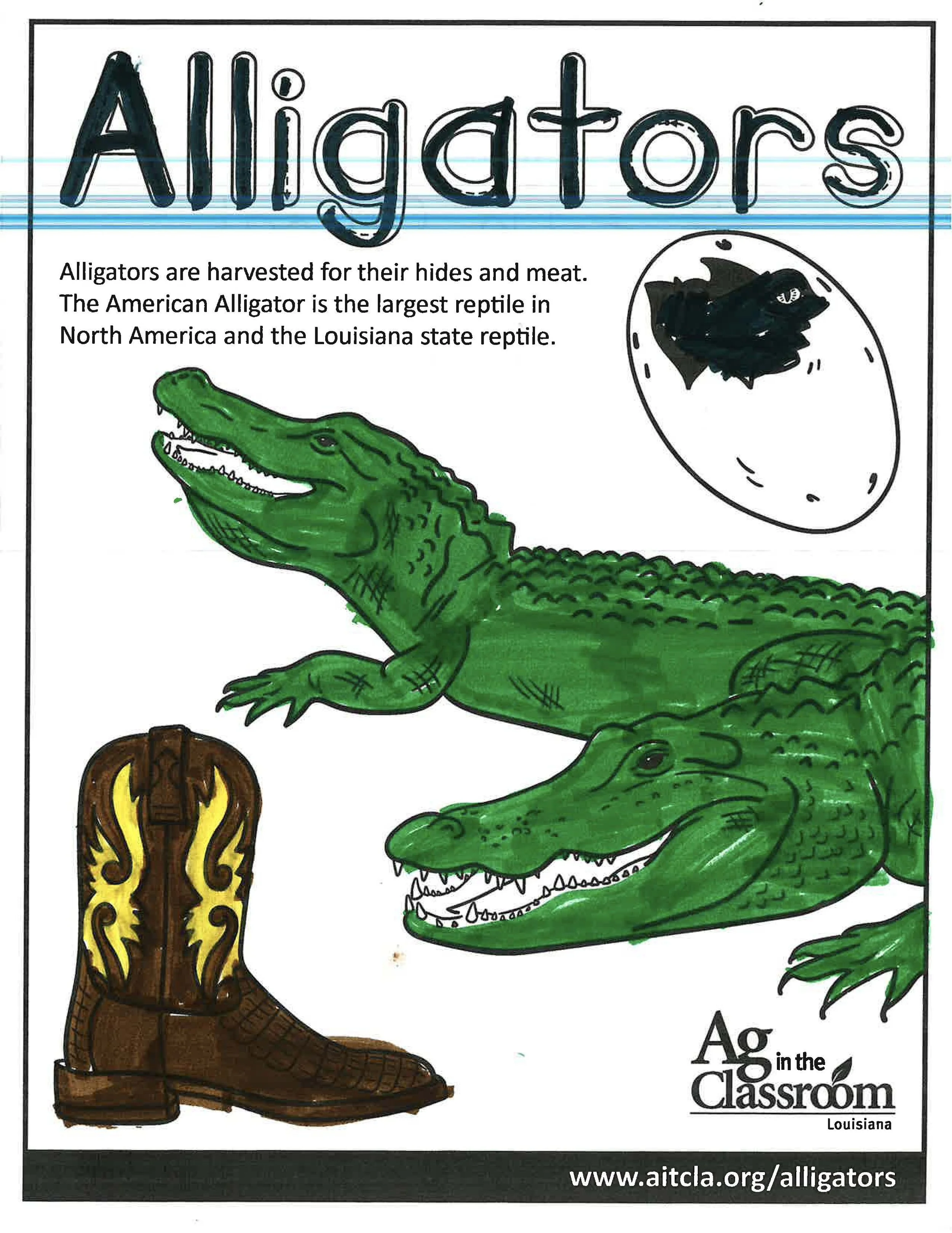 Alligators Color Sheets 2026_Page_12.jpg