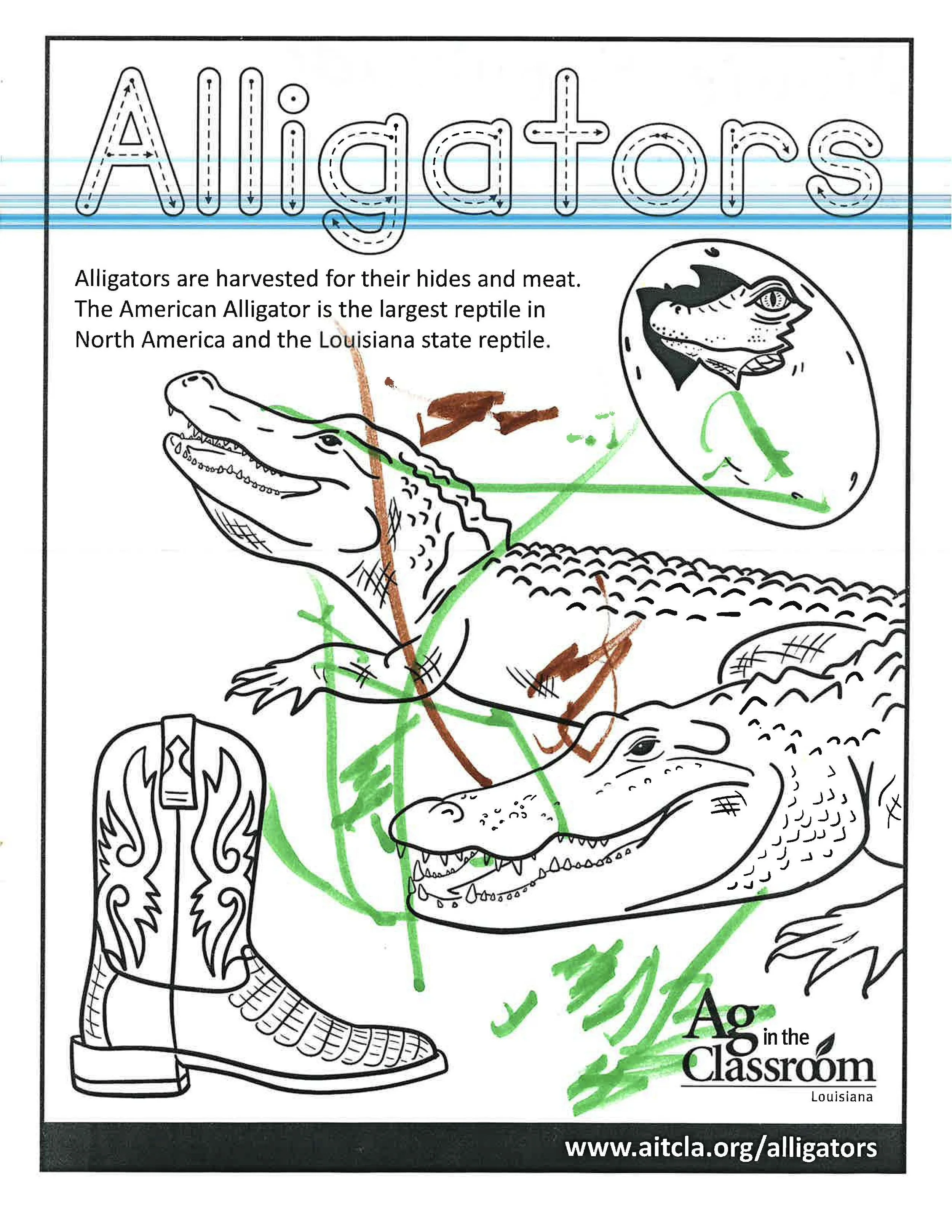Alligators Color Sheets 2026_Page_13.jpg